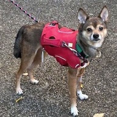 チョキの写真