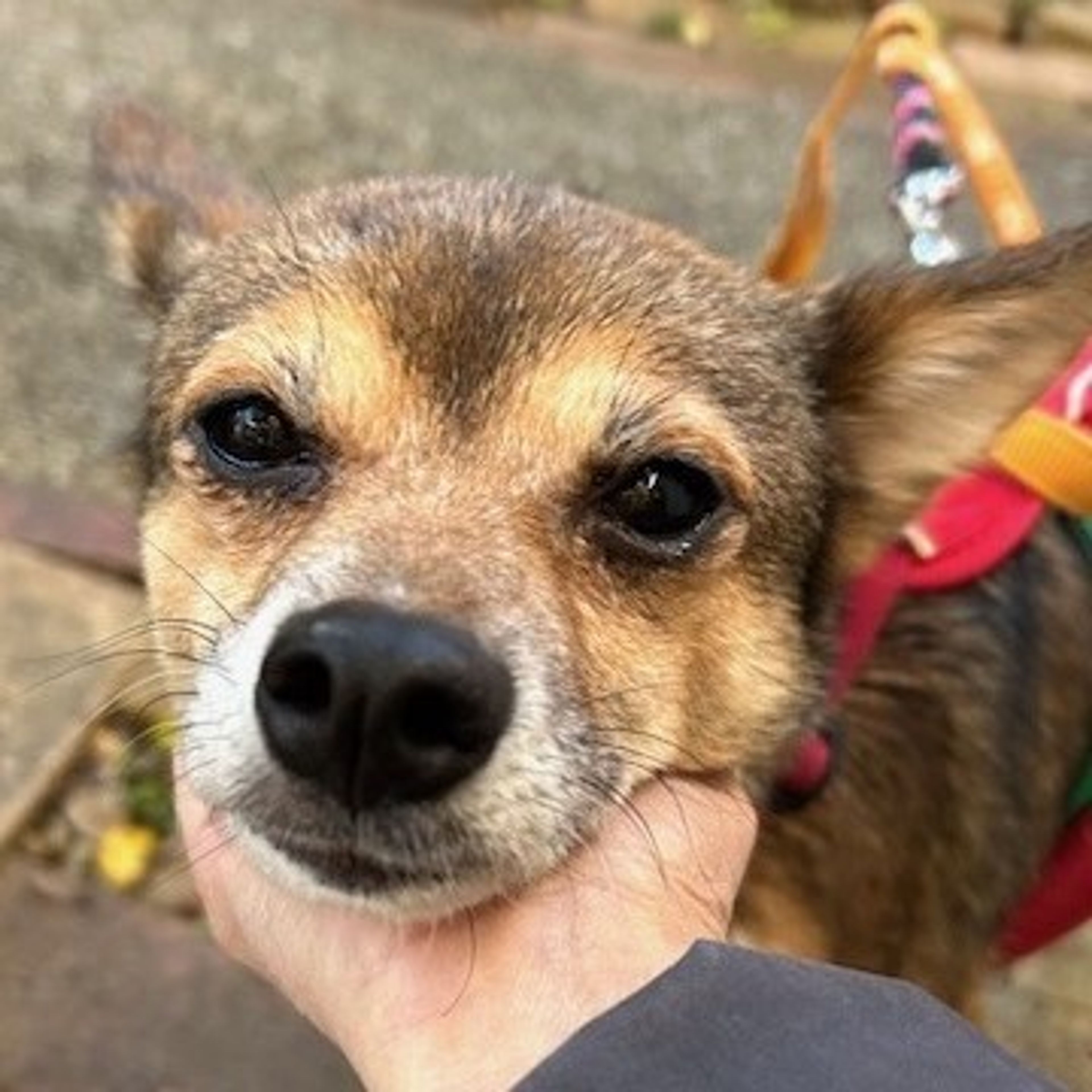 pet-image-2