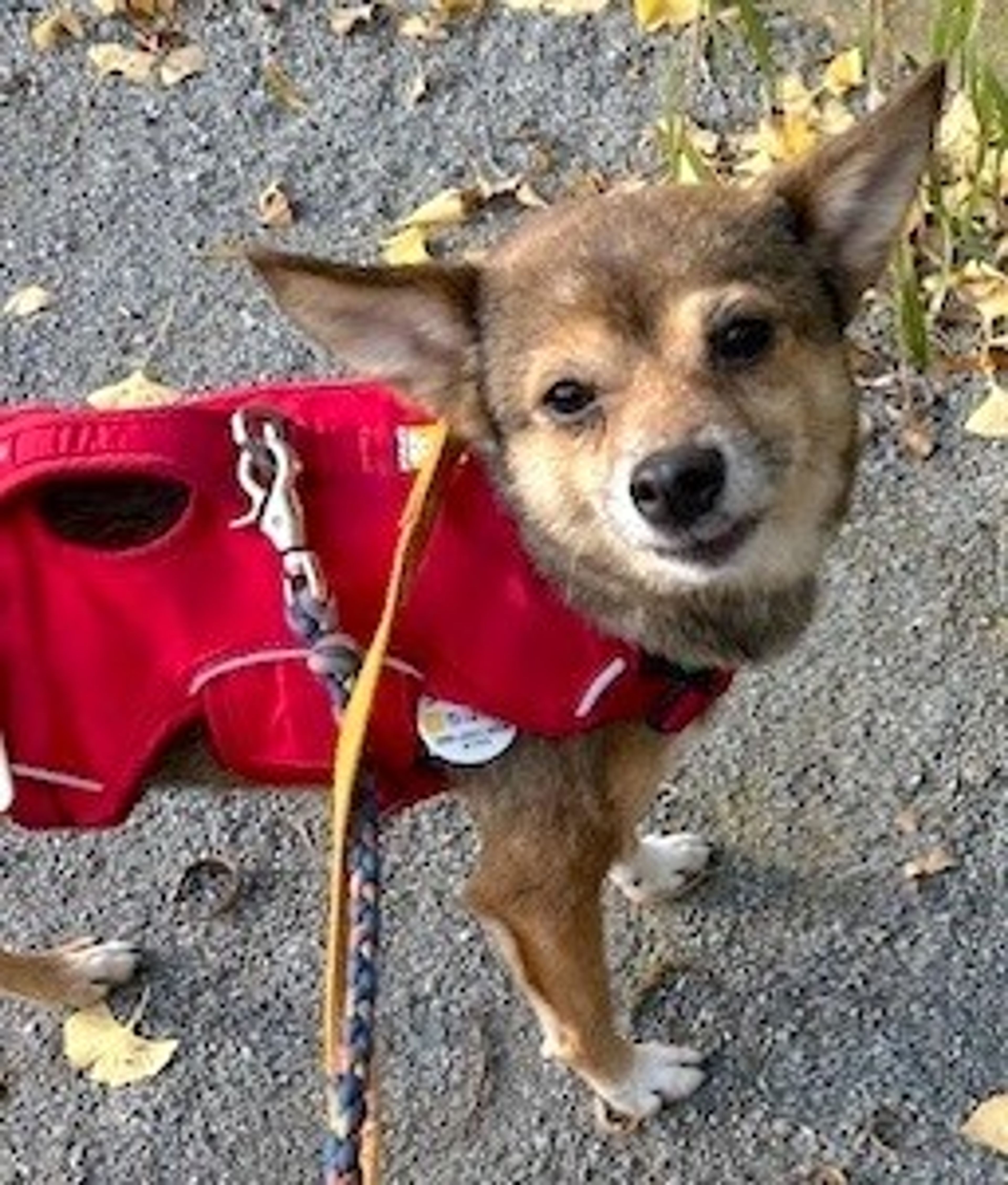pet-image-3