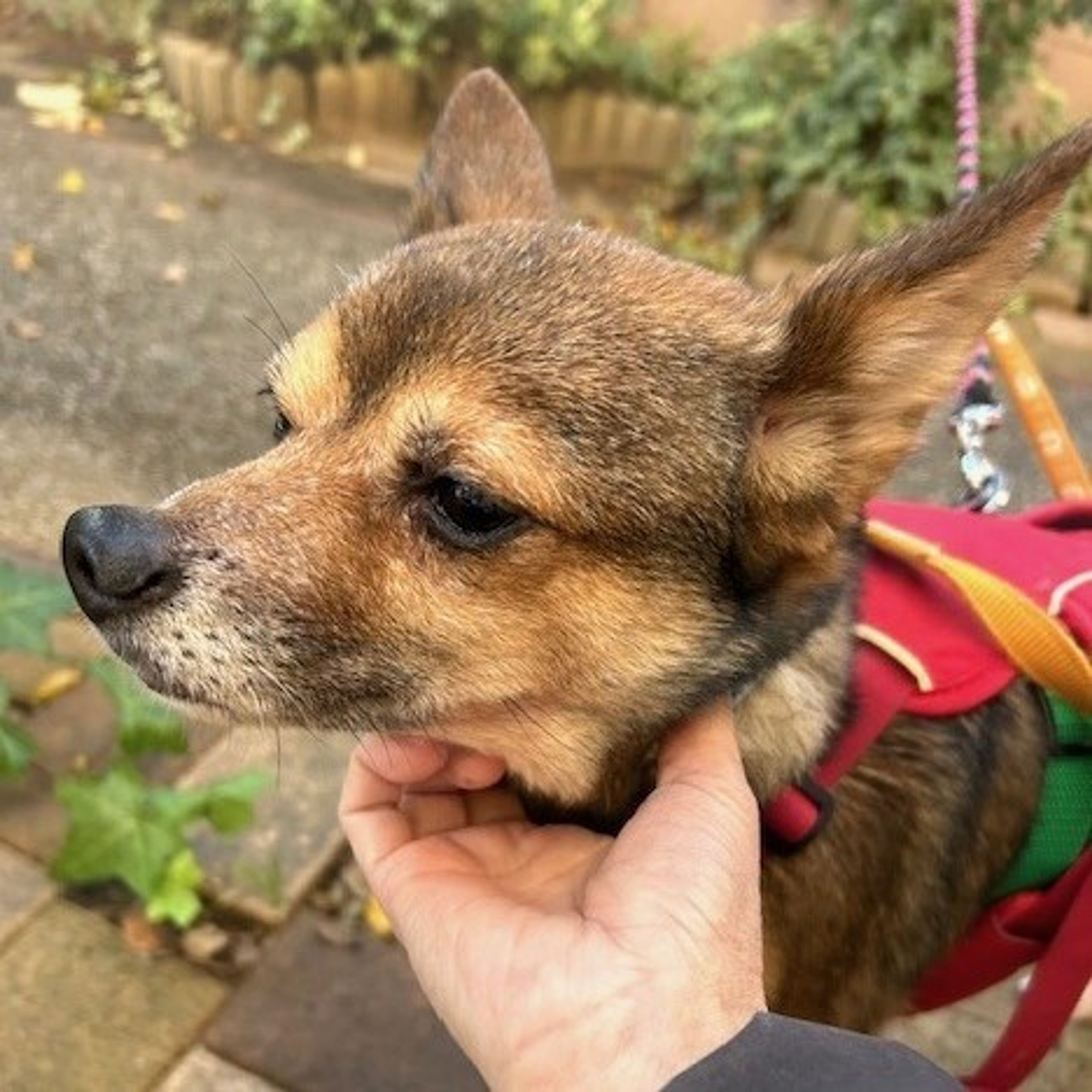 pet-image-4