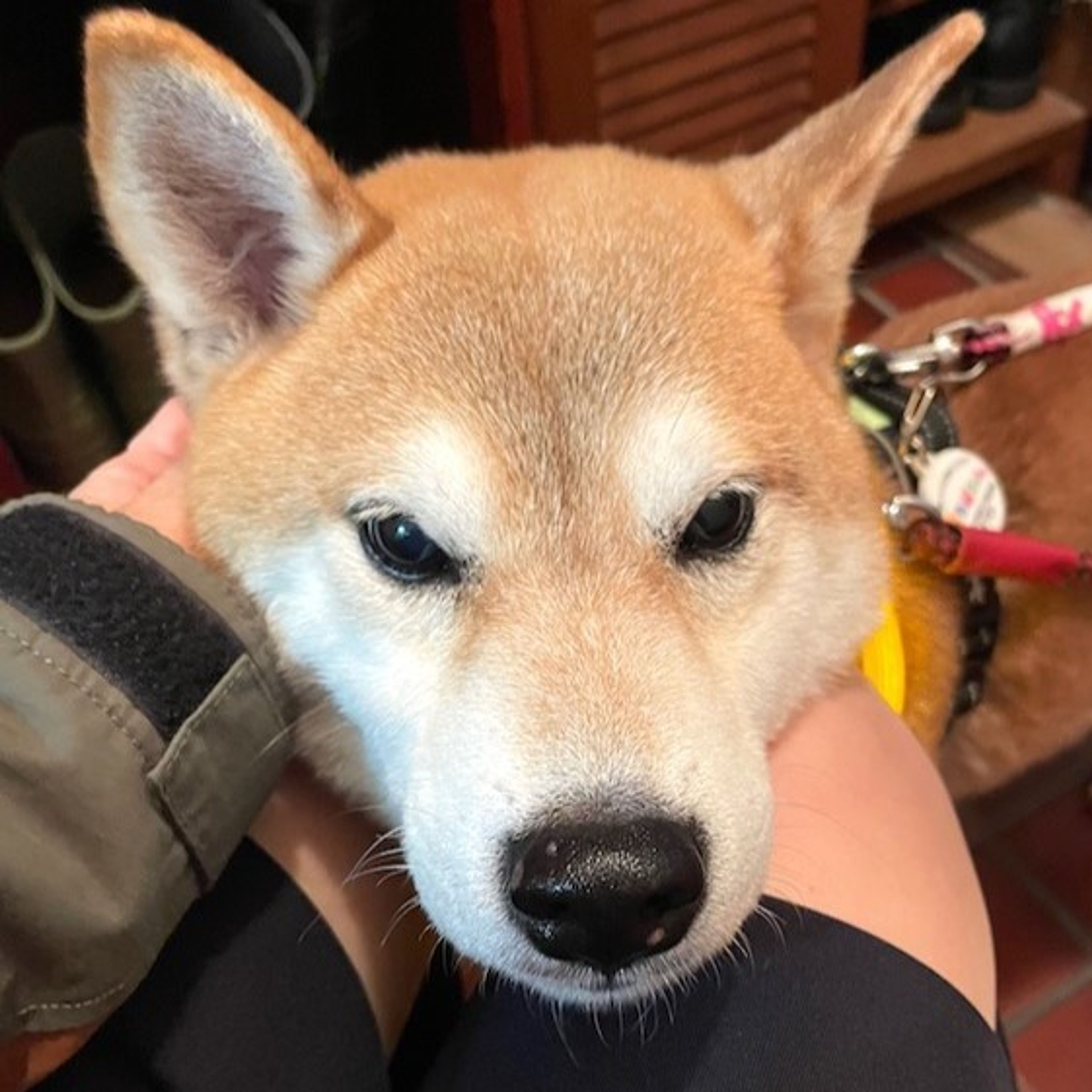 柴犬・オスの里親募集の写真
