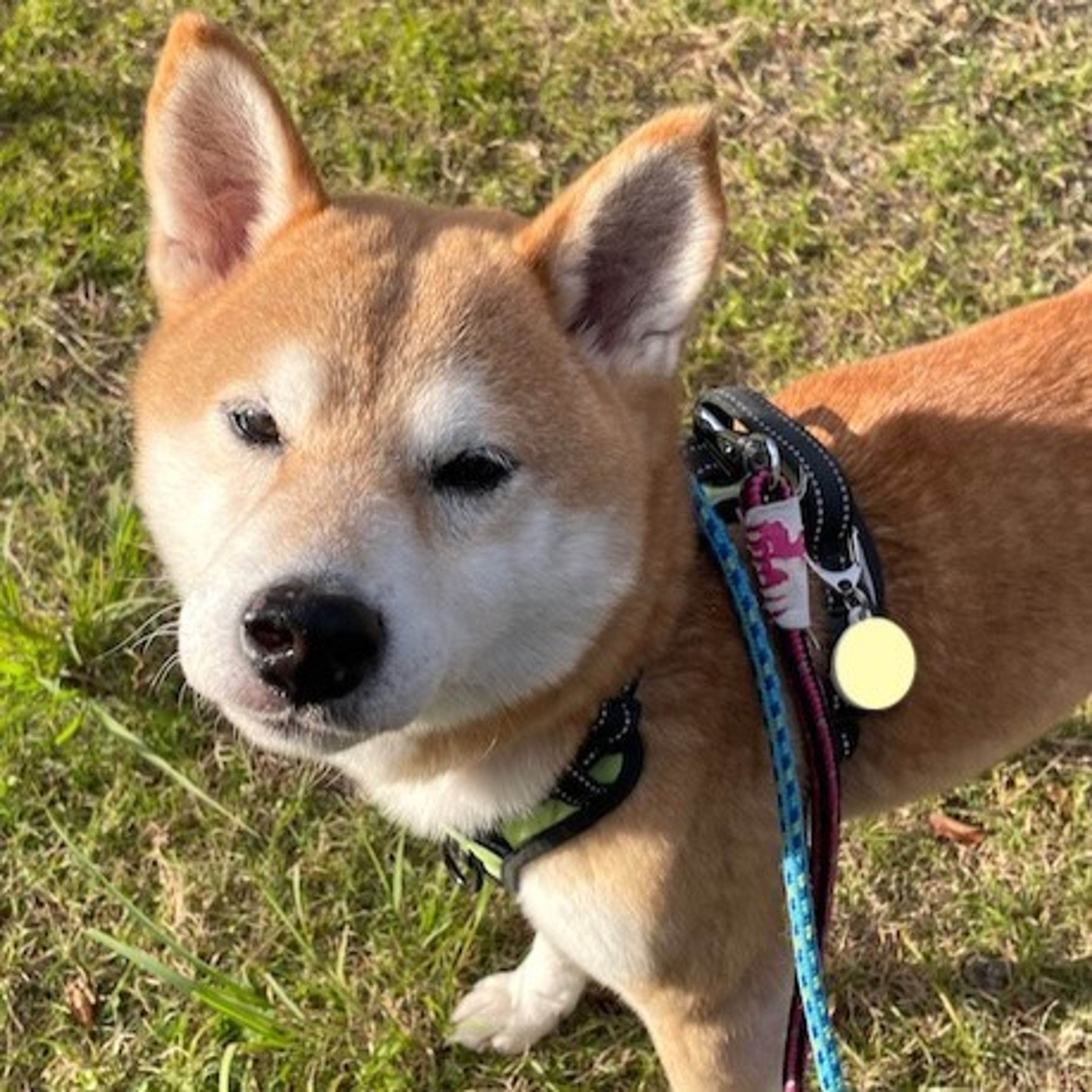 pet-image-2