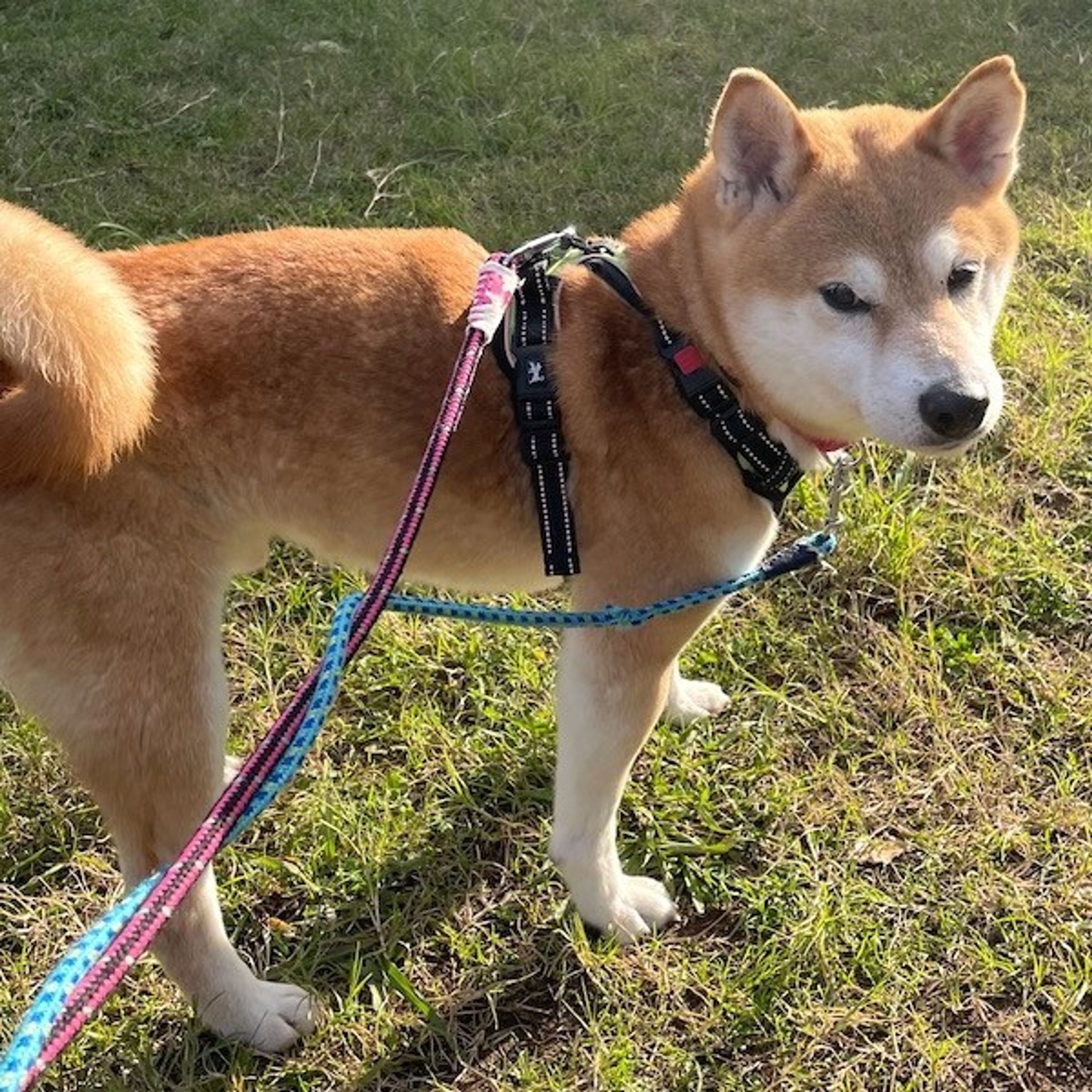 pet-image-3