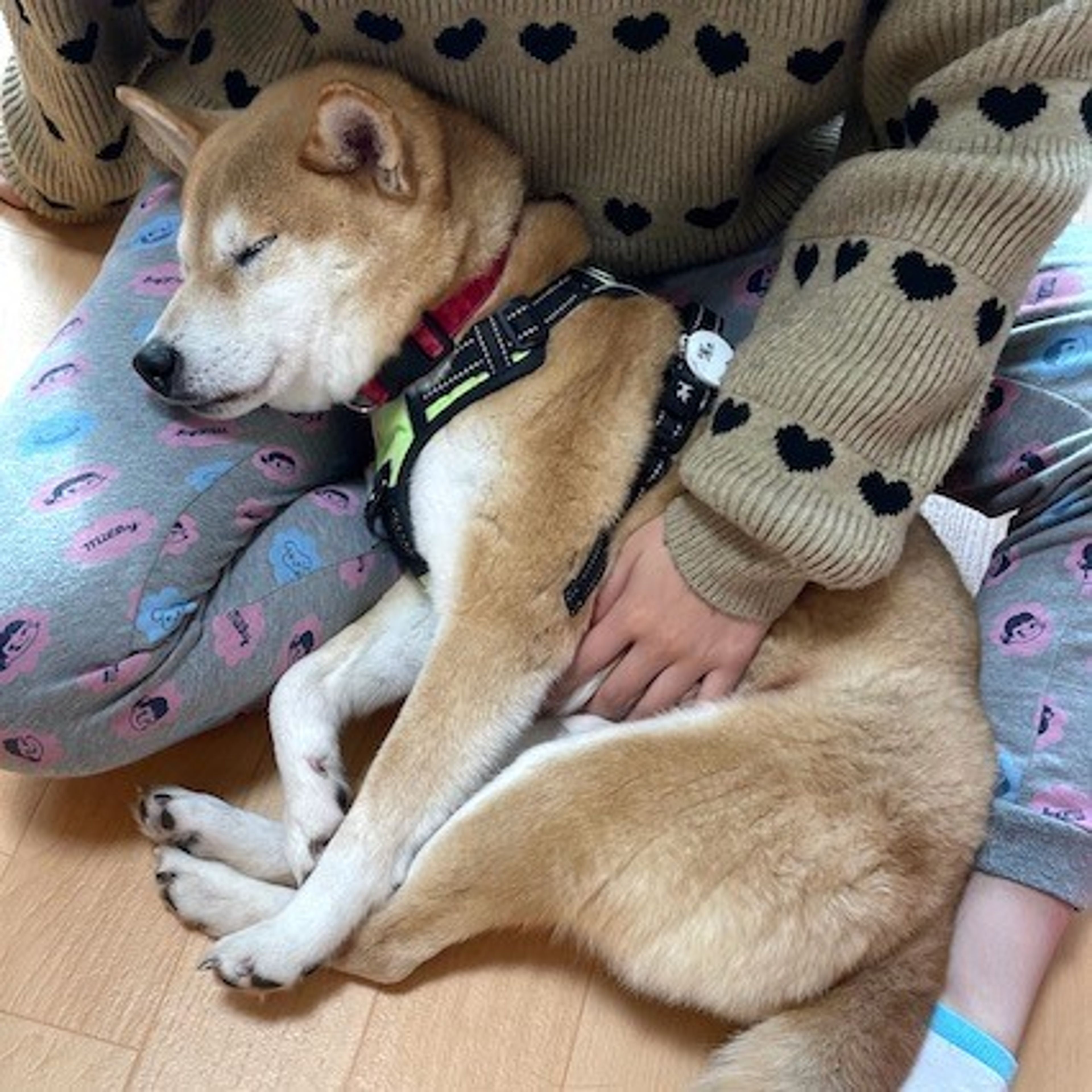 pet-image-4