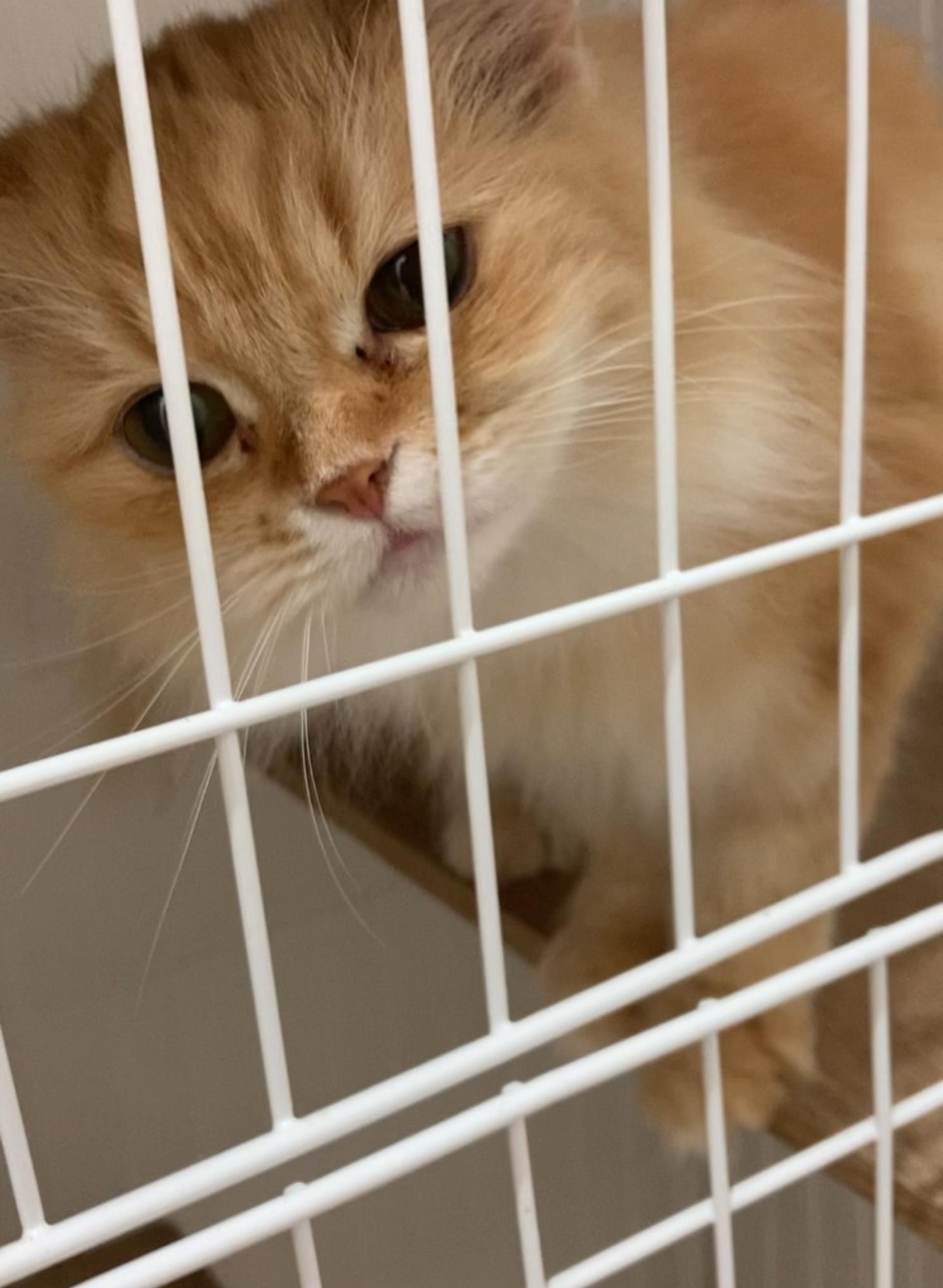 pet-image-3