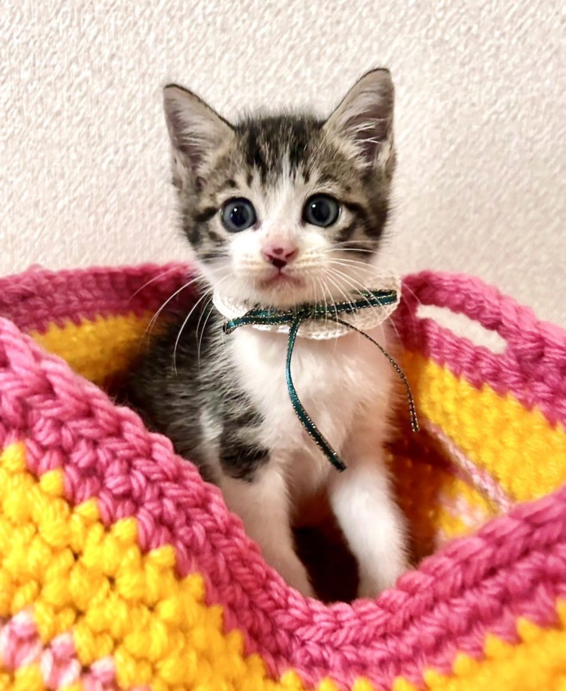 雑種（ミックス猫）・オスの里親募集の写真