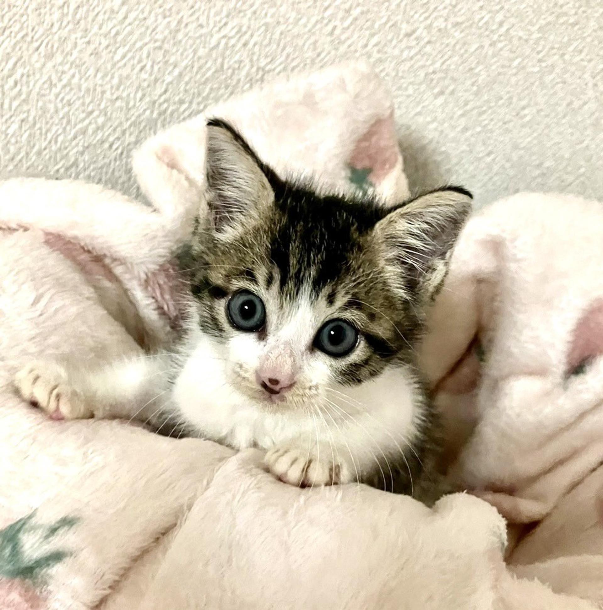 pet-image-2