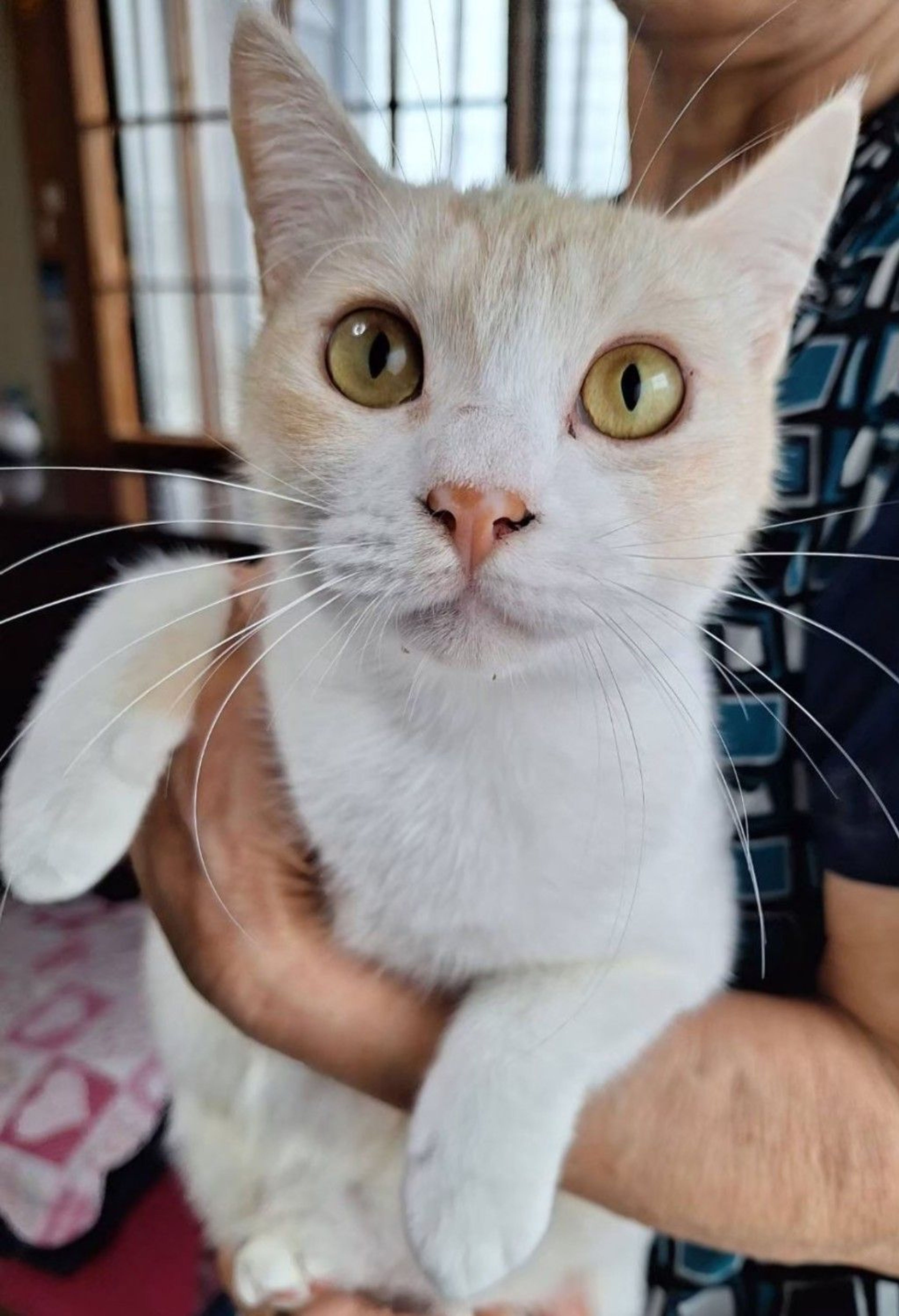 雑種（ミックス猫）・メスの里親募集の写真