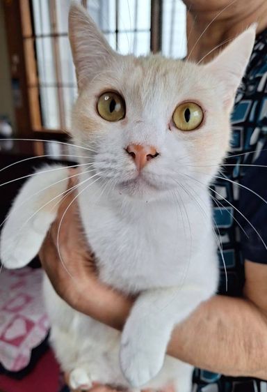 雑種（ミックス猫）・メスの里親募集の写真