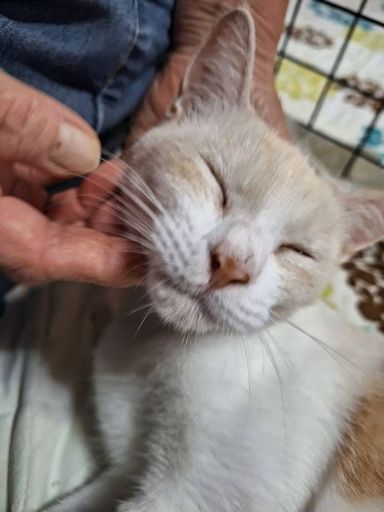 雑種（ミックス猫）・メスの里親募集の写真