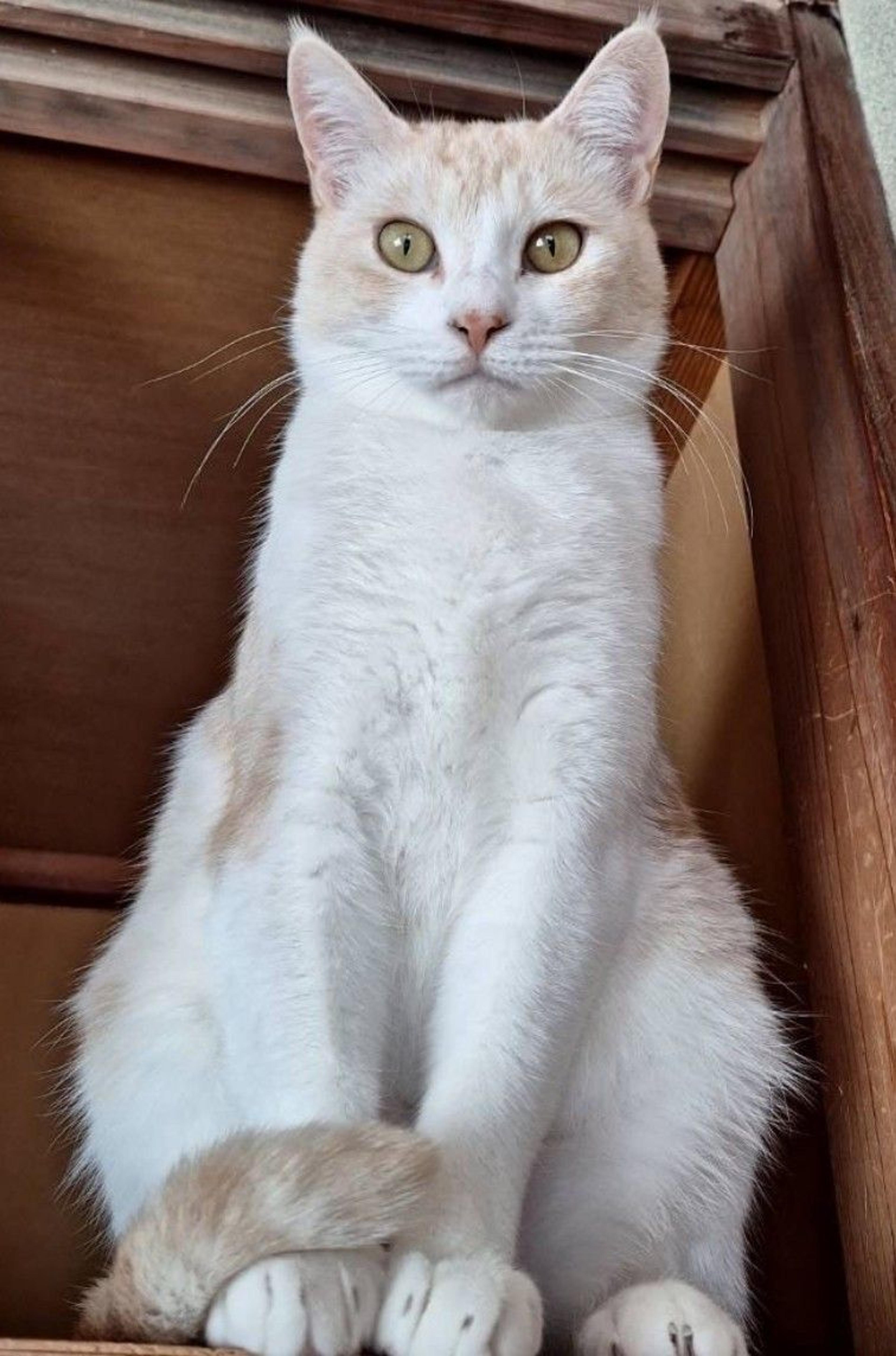 pet-image-4