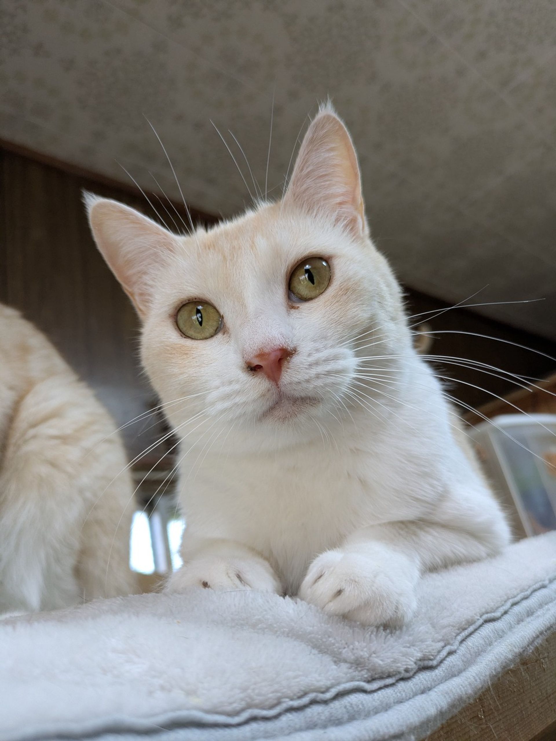 雑種（ミックス猫）・メスの里親募集の写真