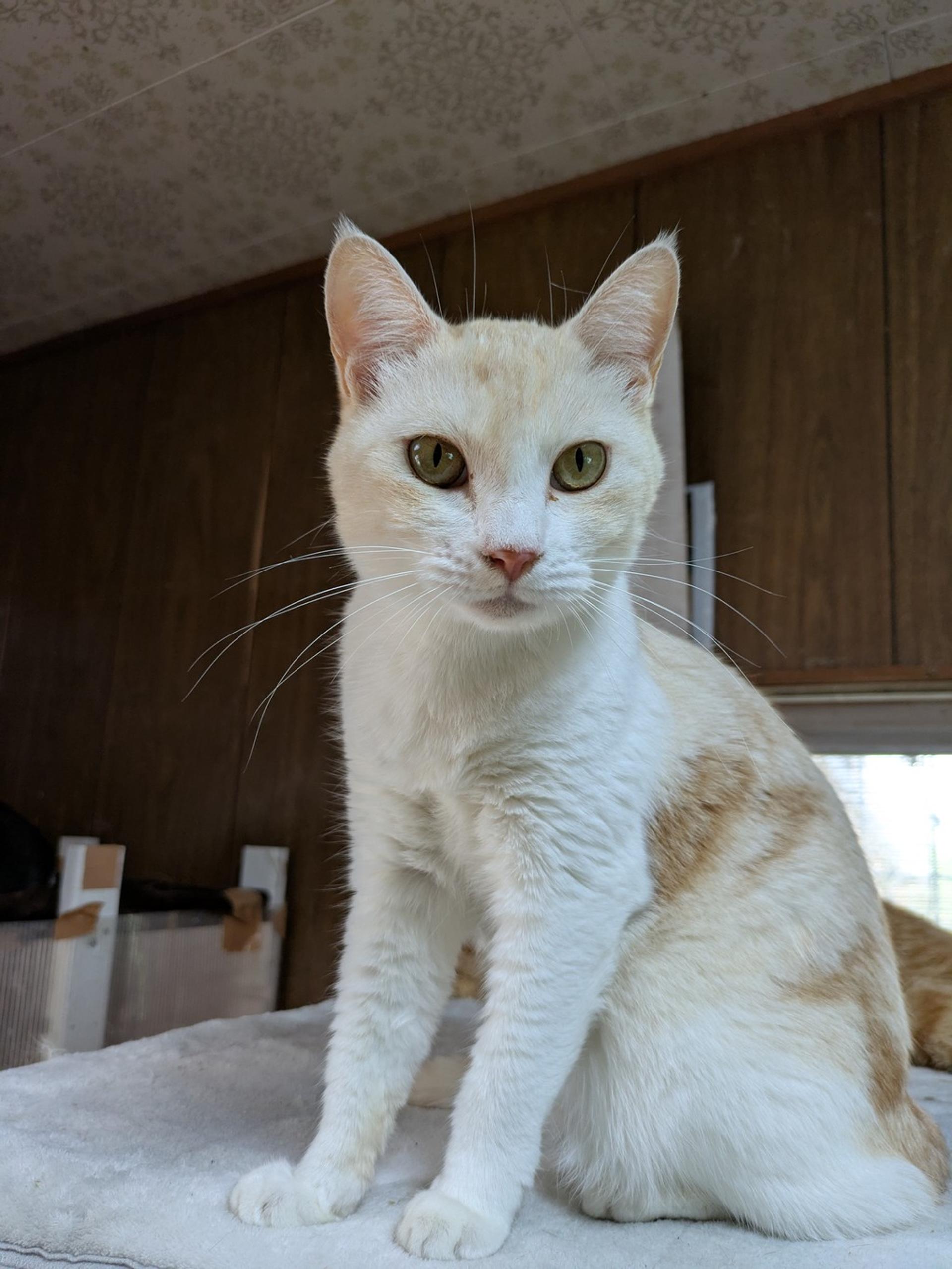 pet-image-2
