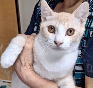 雑種（ミックス猫）・オスの里親募集の写真