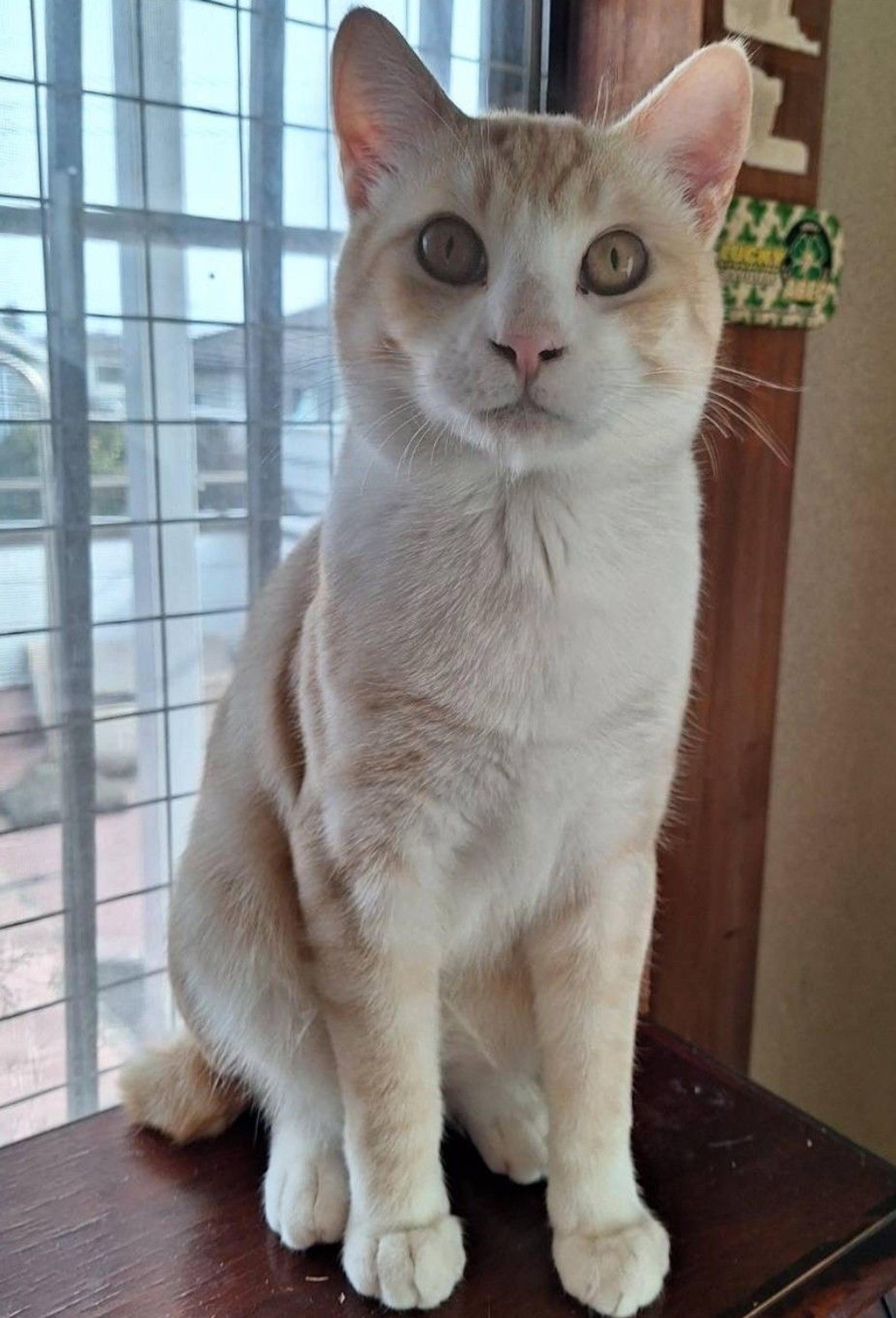 pet-image-4