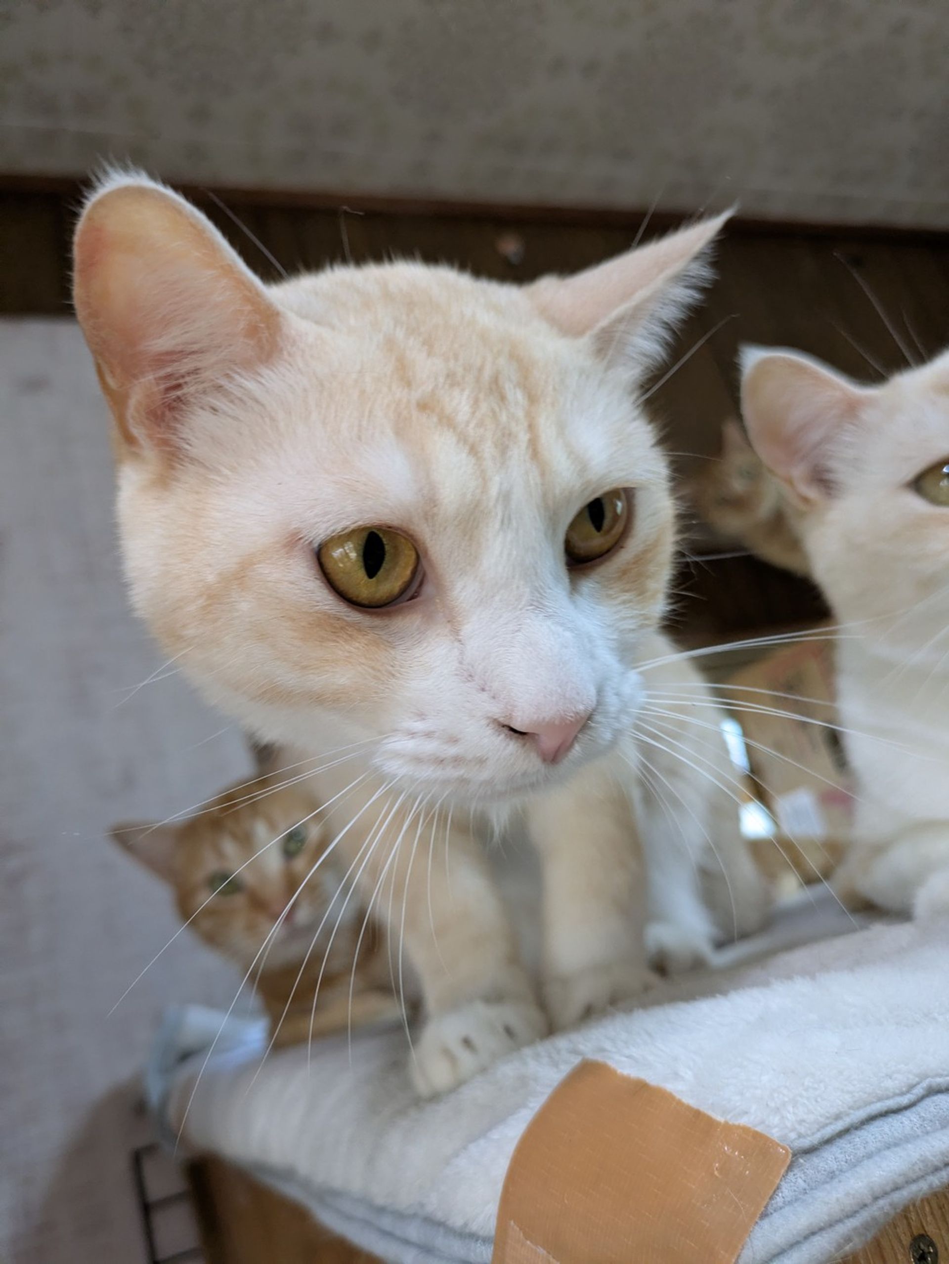 雑種（ミックス猫）・オスの里親募集の写真