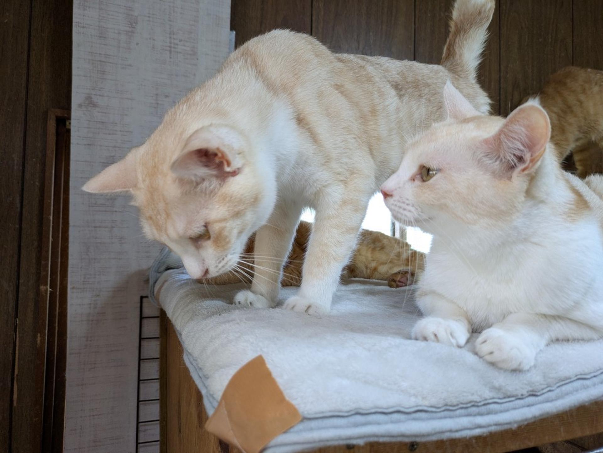 pet-image-4