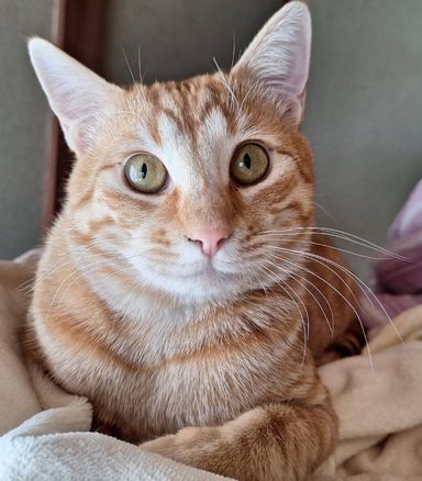 雑種（ミックス猫）・オスの里親募集の写真