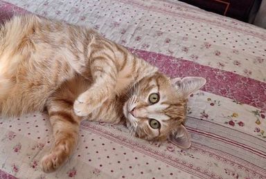 雑種（ミックス猫）・オスの里親募集の写真