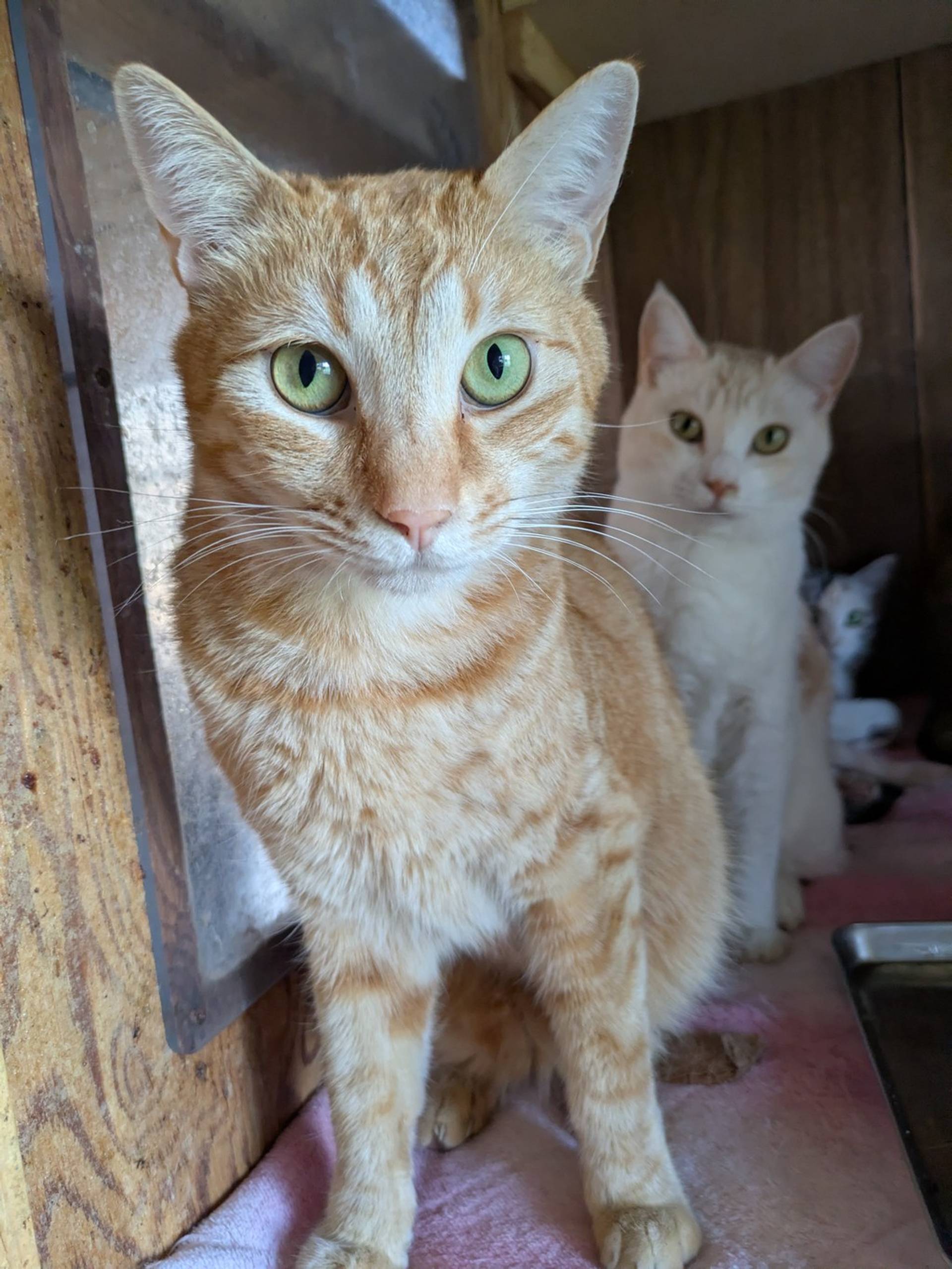 雑種（ミックス猫）・オスの里親募集の写真