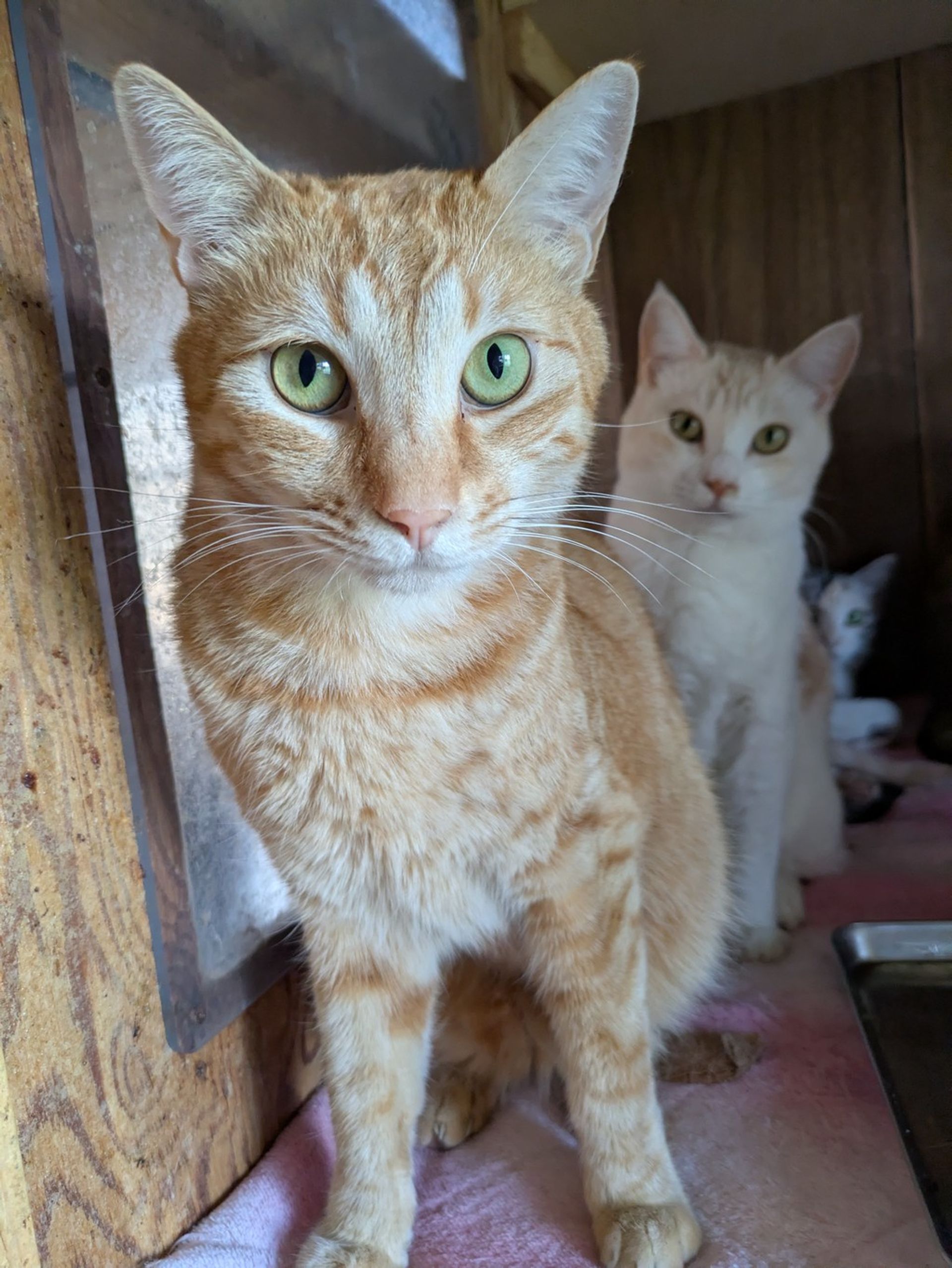 雑種（ミックス猫）・オスの里親募集の写真