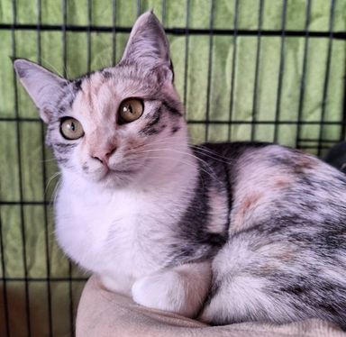 雑種（ミックス猫）・メスの里親募集の写真