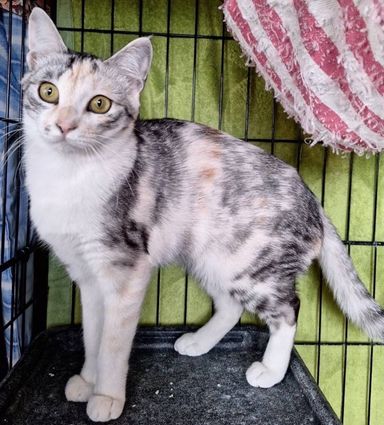 雑種（ミックス猫）・メスの里親募集の写真