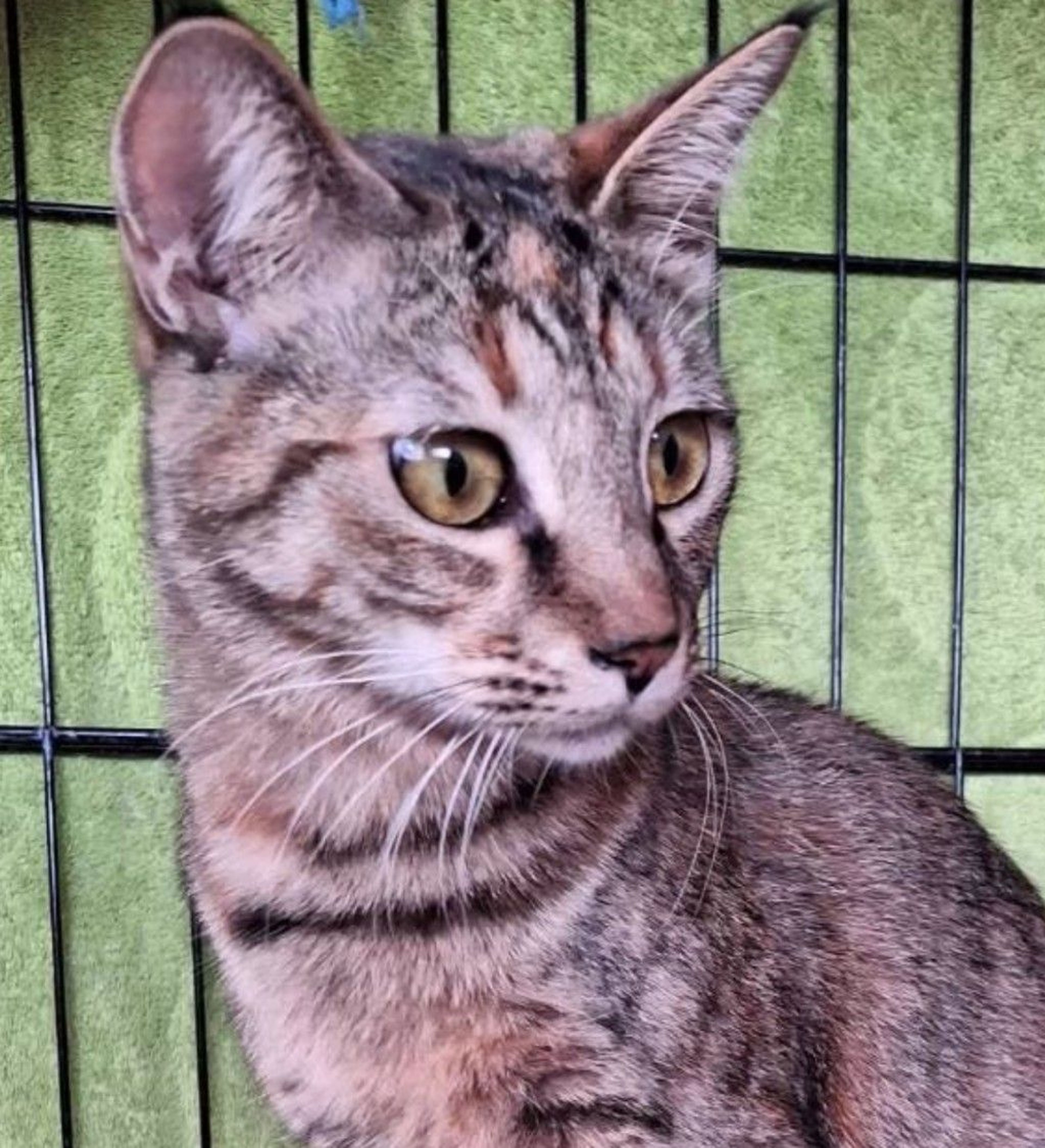 雑種（ミックス猫）・メスの里親募集の写真