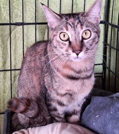 雑種（ミックス猫）・メスの里親募集の写真