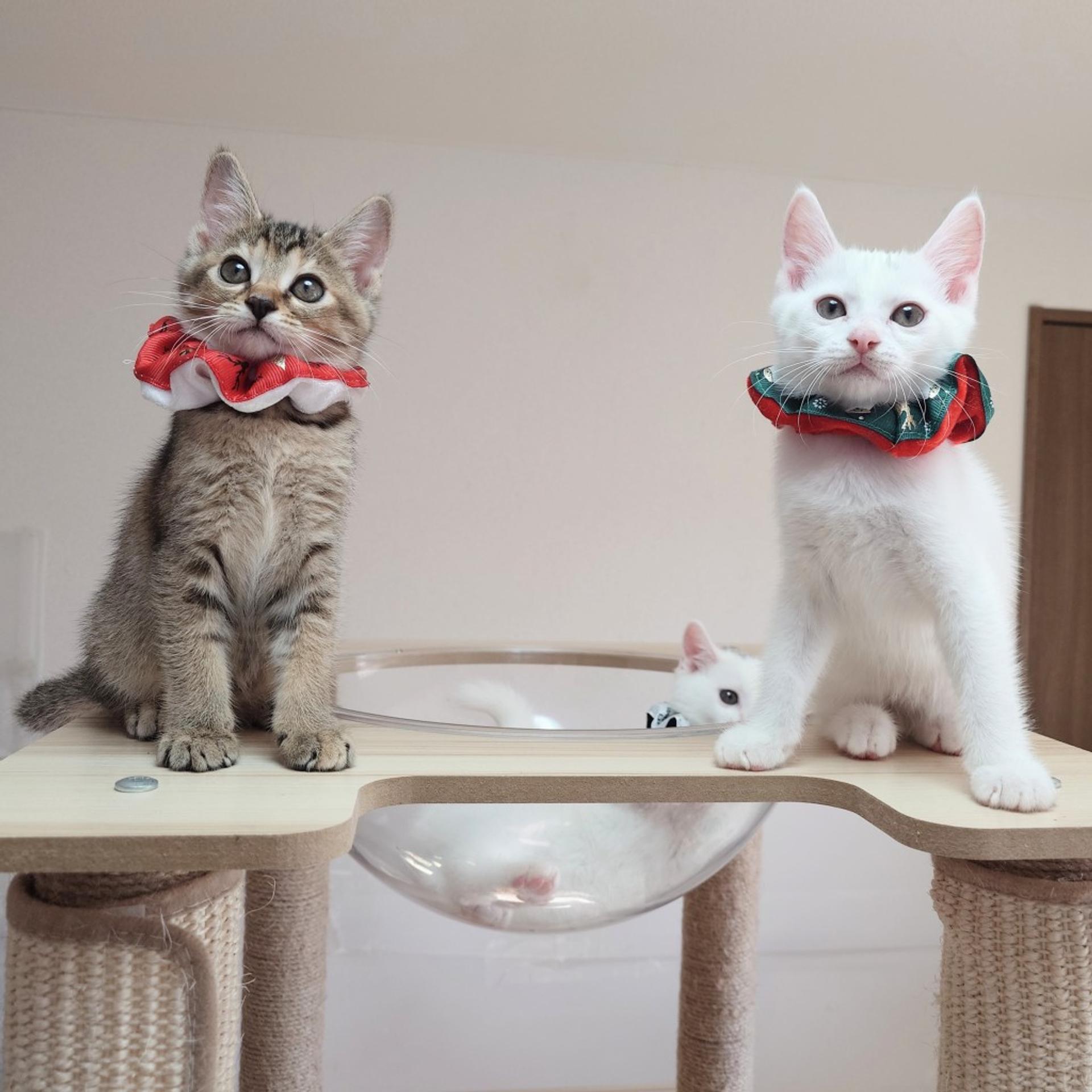 pet-image-9