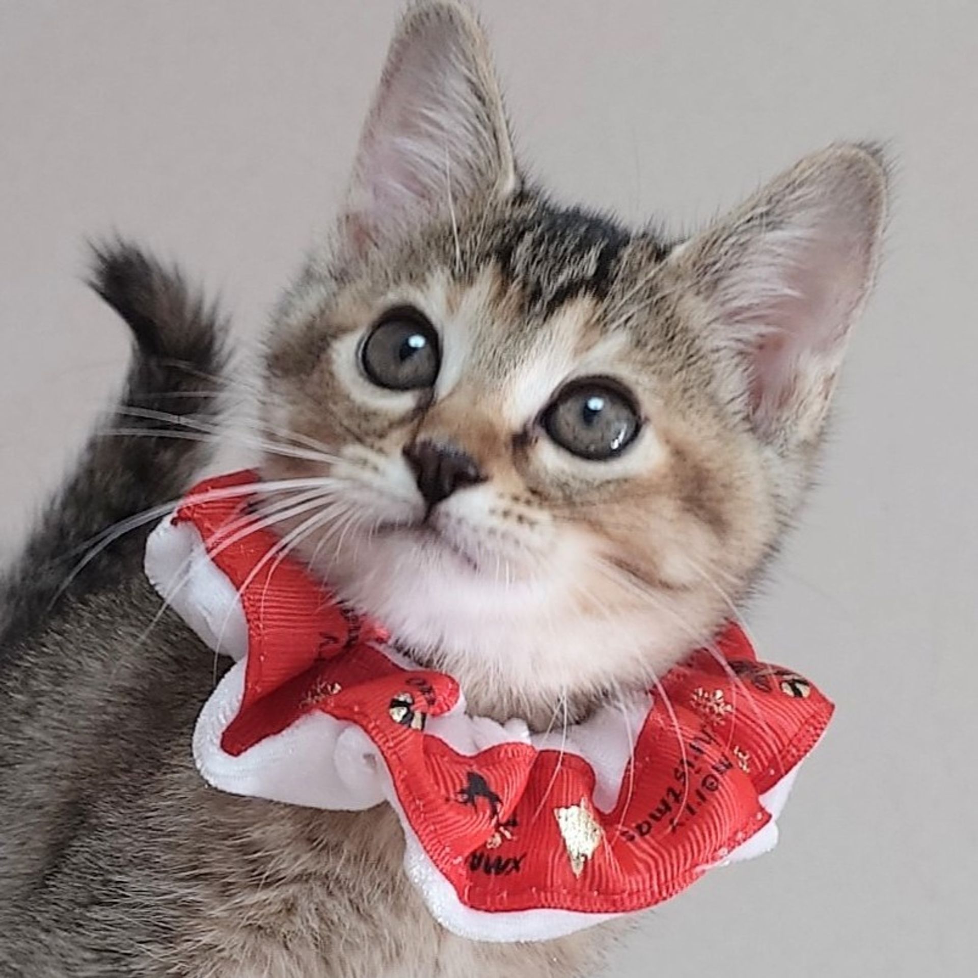雑種（ミックス猫）・メスの里親募集の写真
