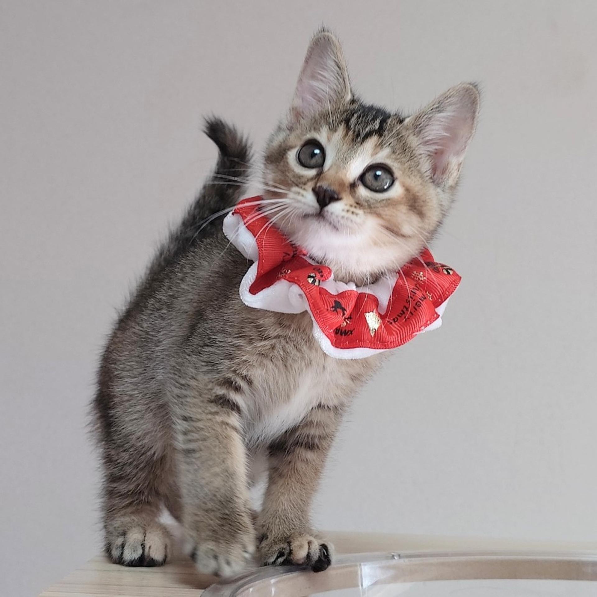 pet-image-3