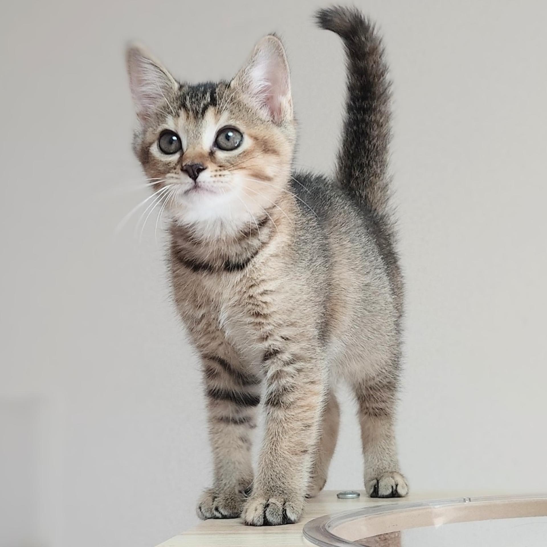 pet-image-4