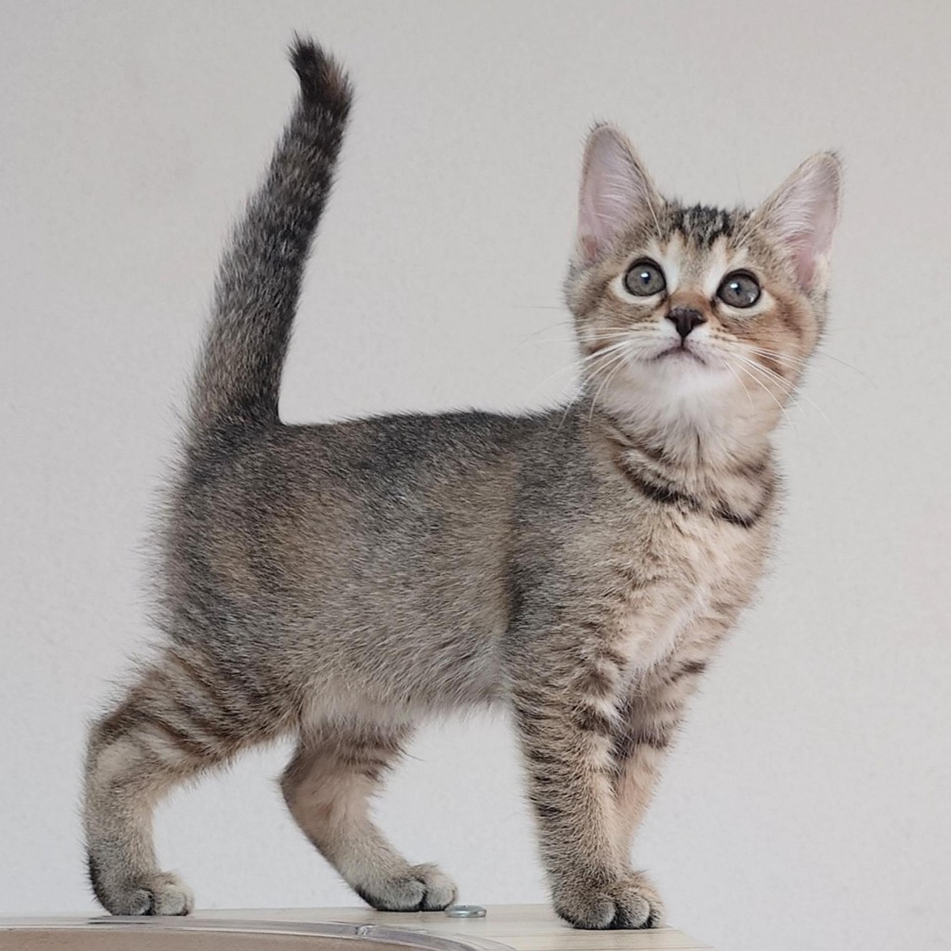 pet-image-5