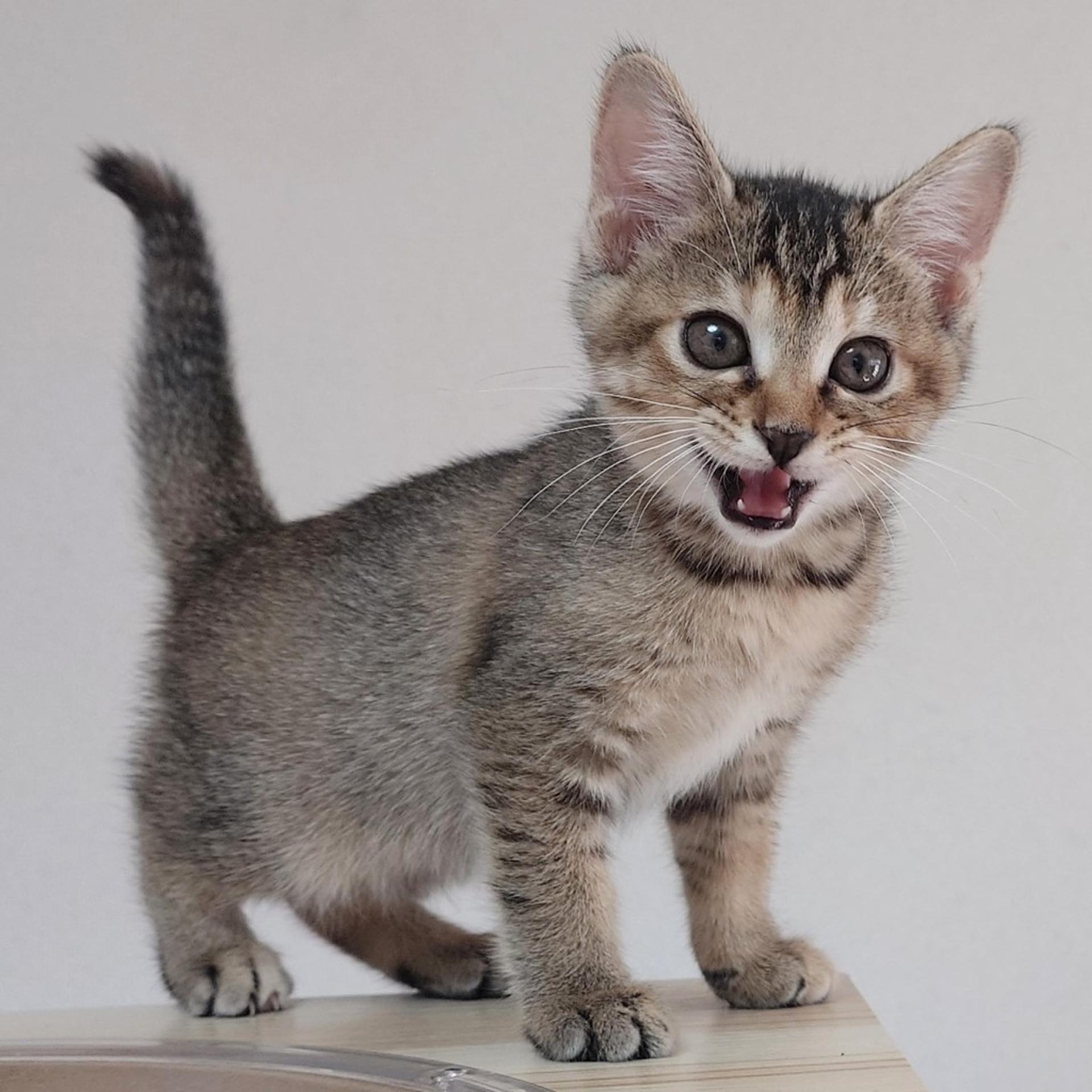 pet-image-6