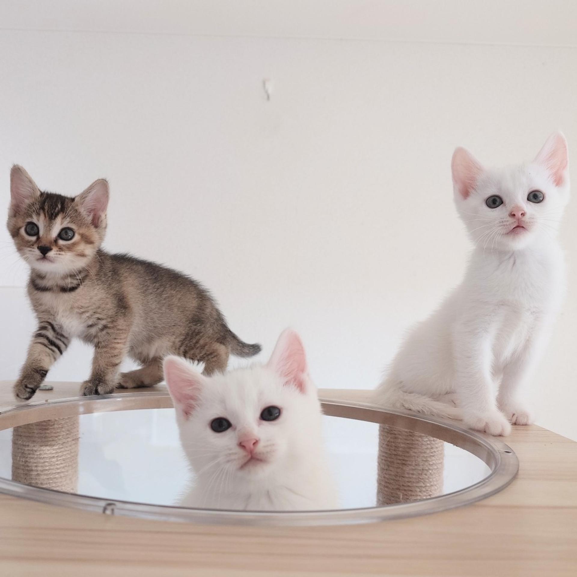 pet-image-8