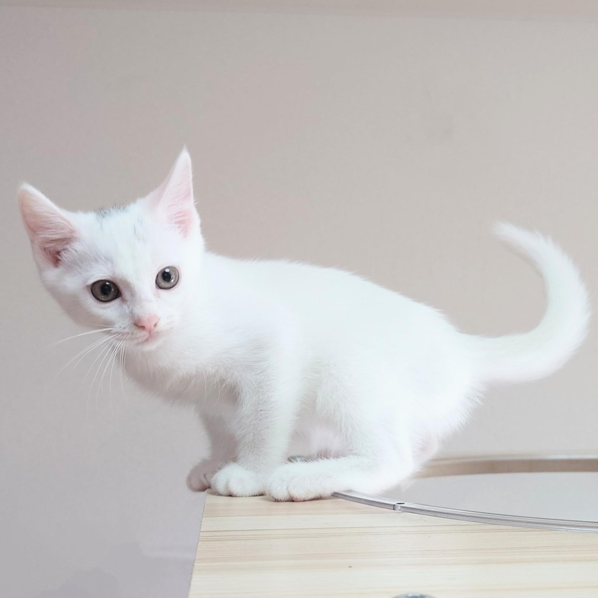 pet-image-3