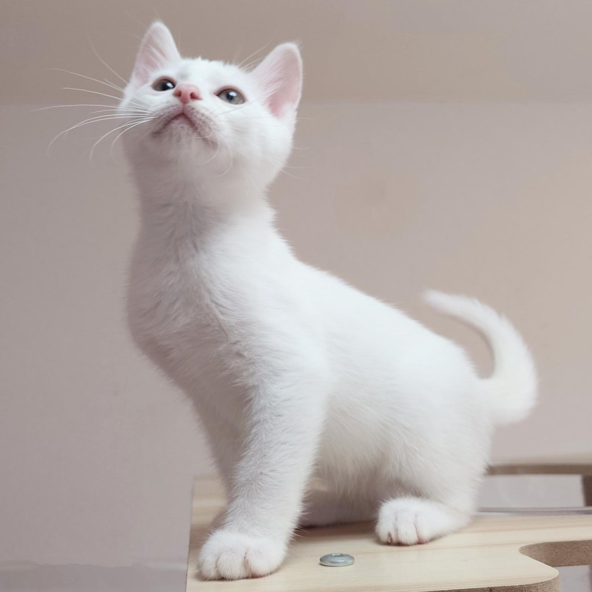 pet-image-4