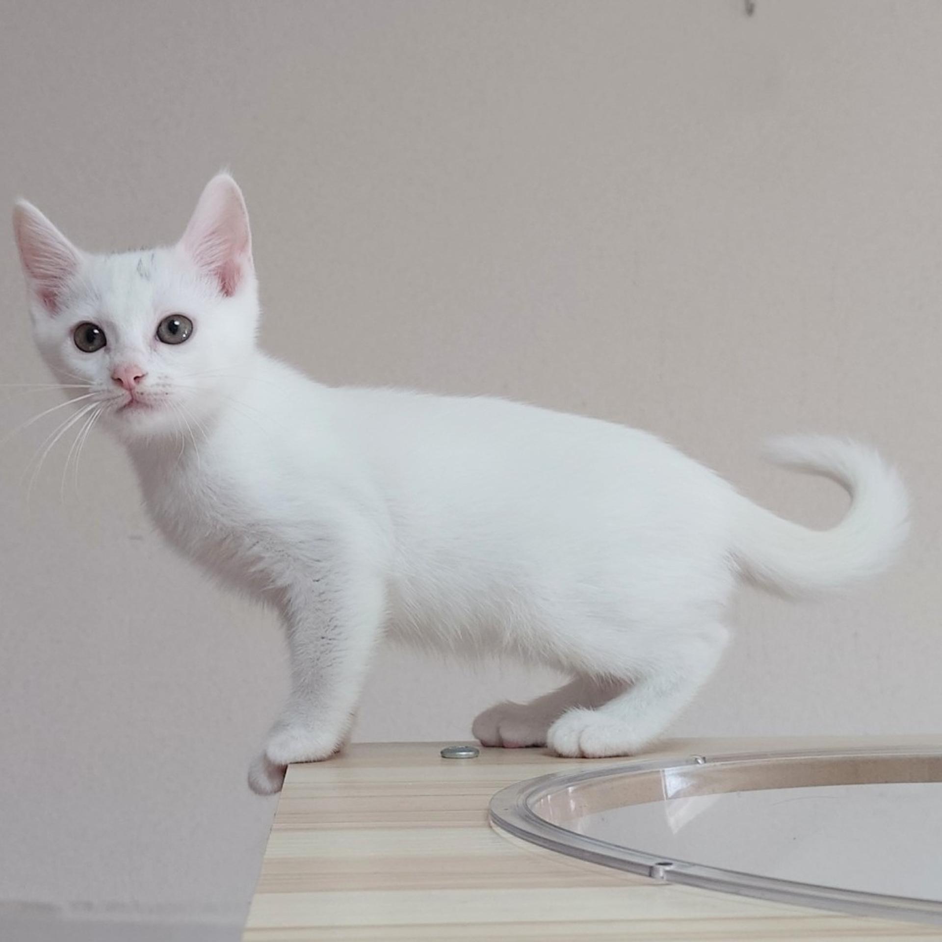 pet-image-5