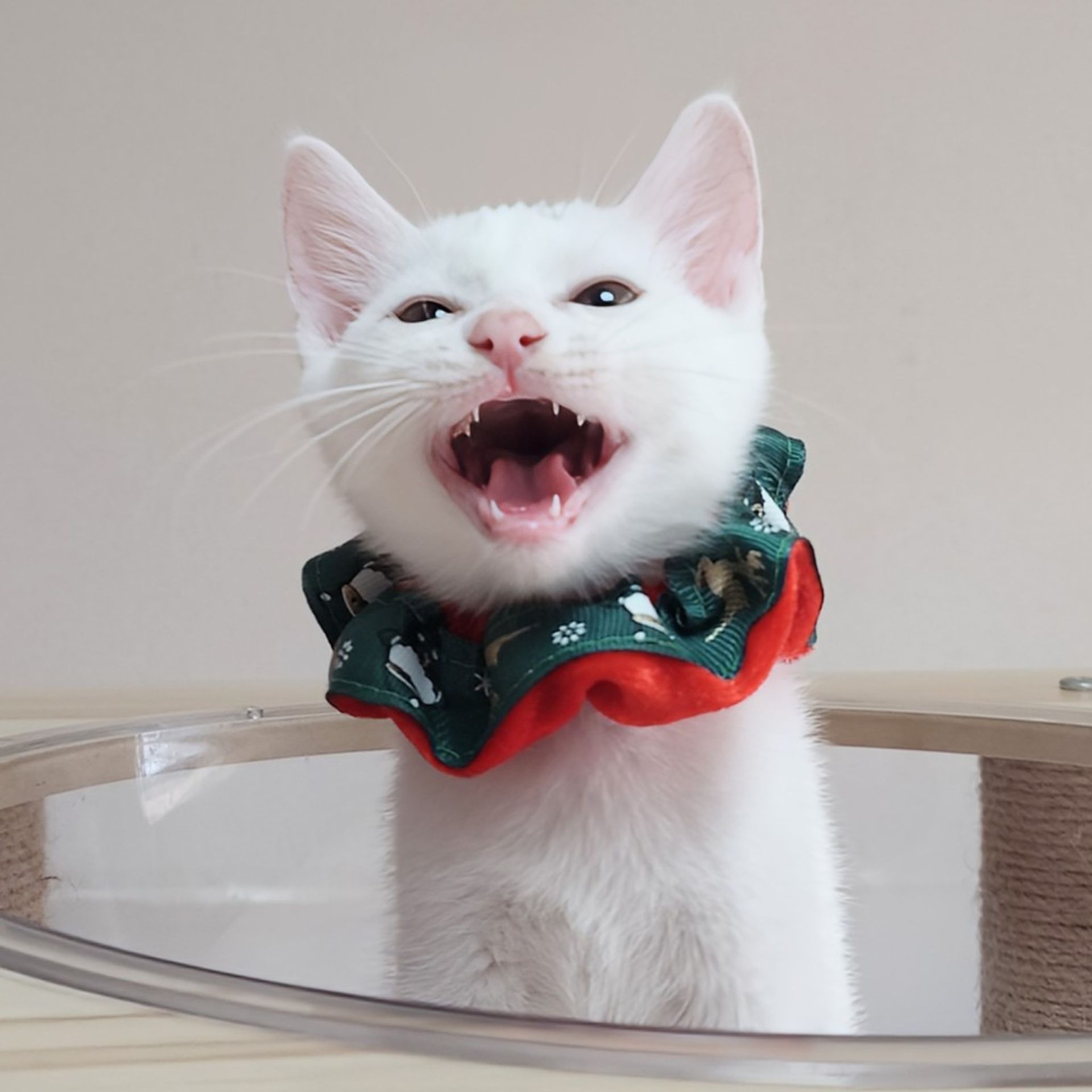 雑種（ミックス猫）・オスの里親募集の写真