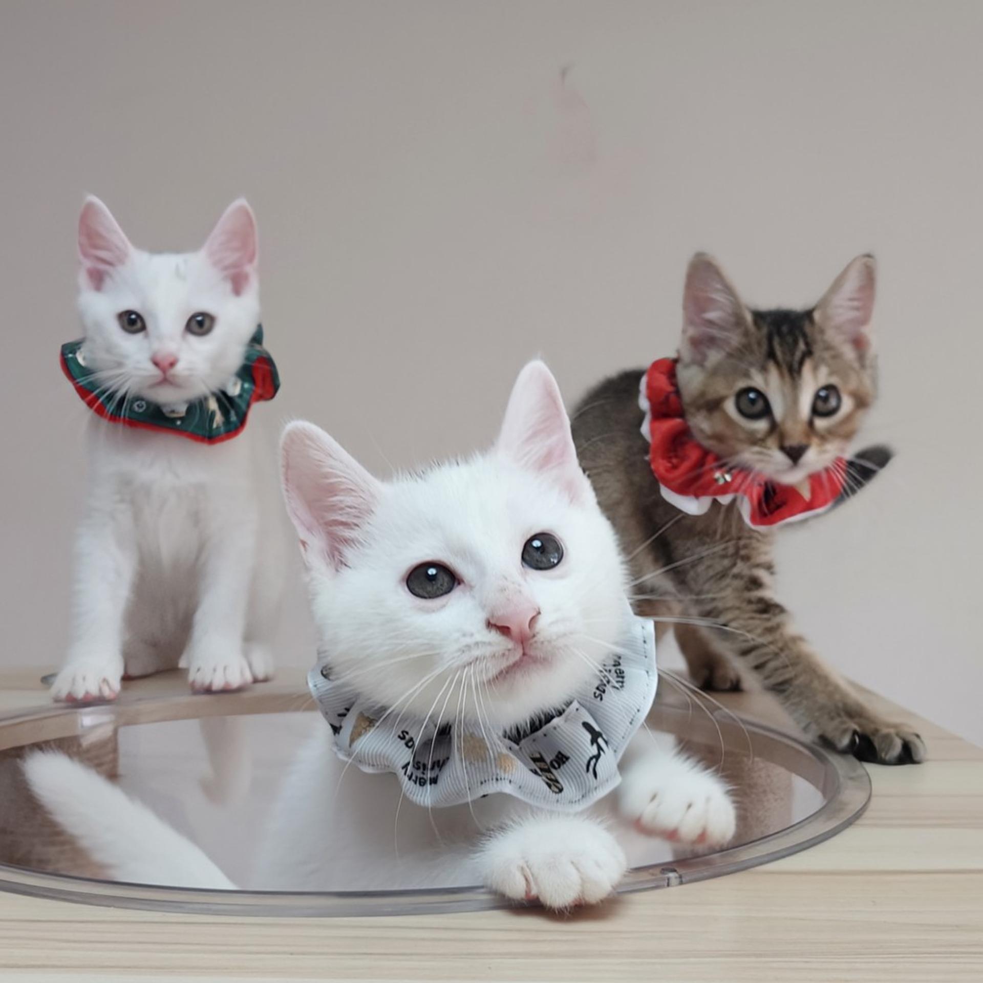 pet-image-6