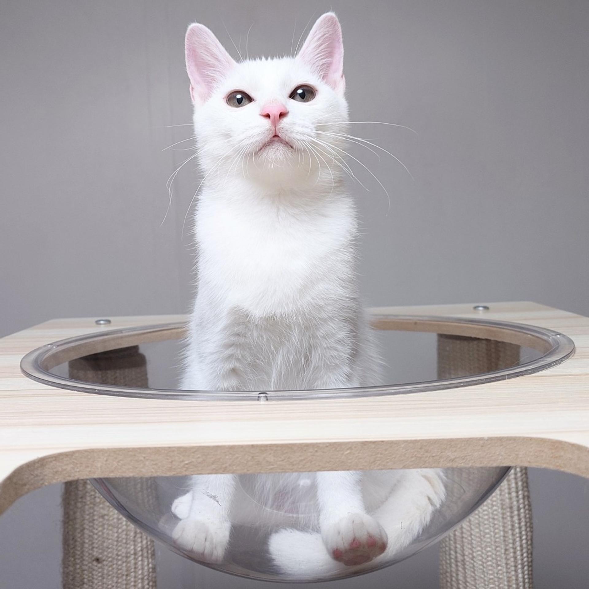 pet-image-5