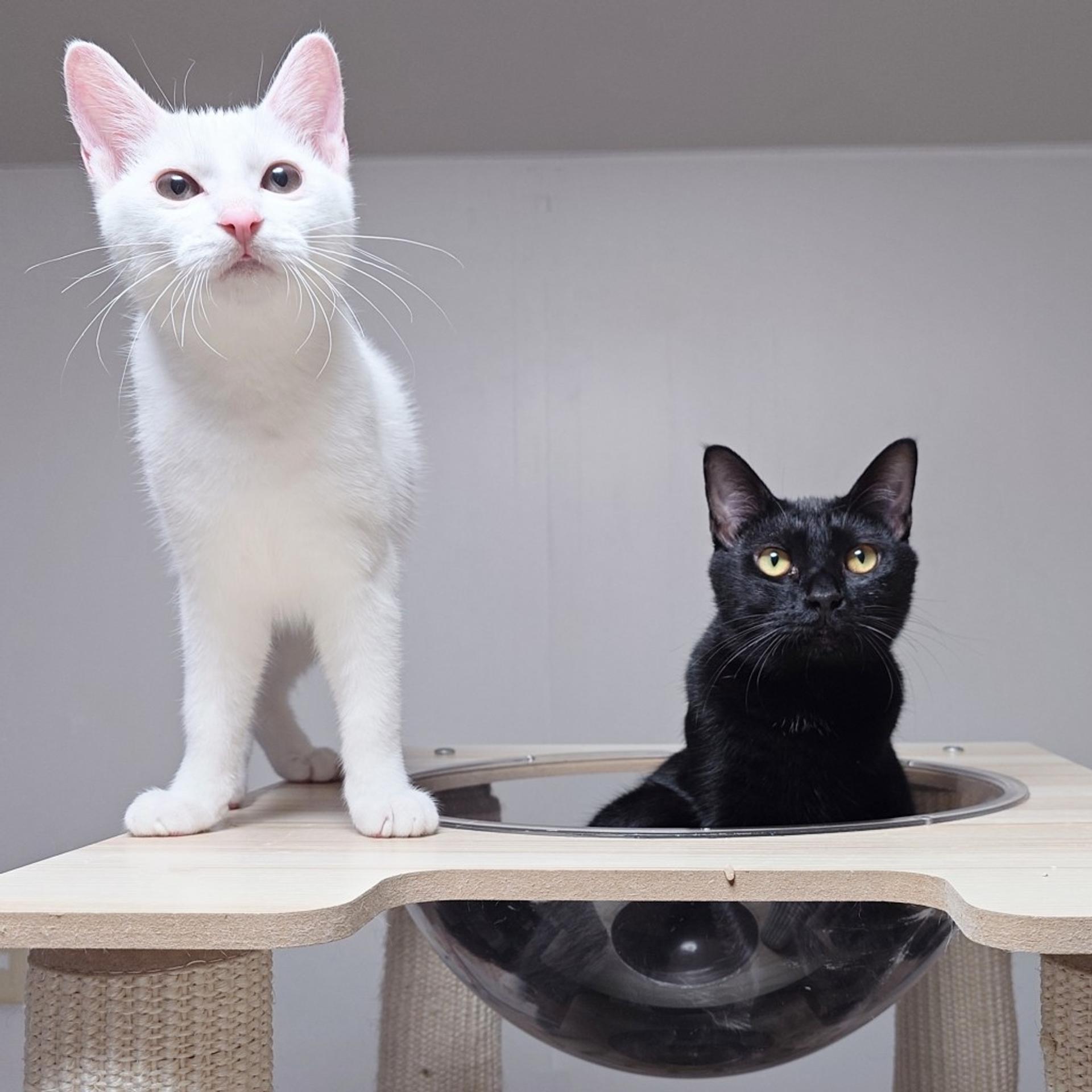 pet-image-6