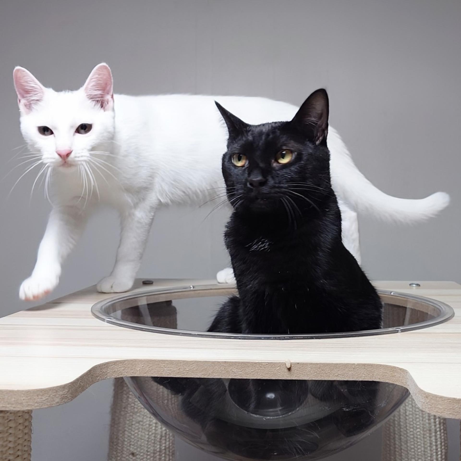 pet-image-7