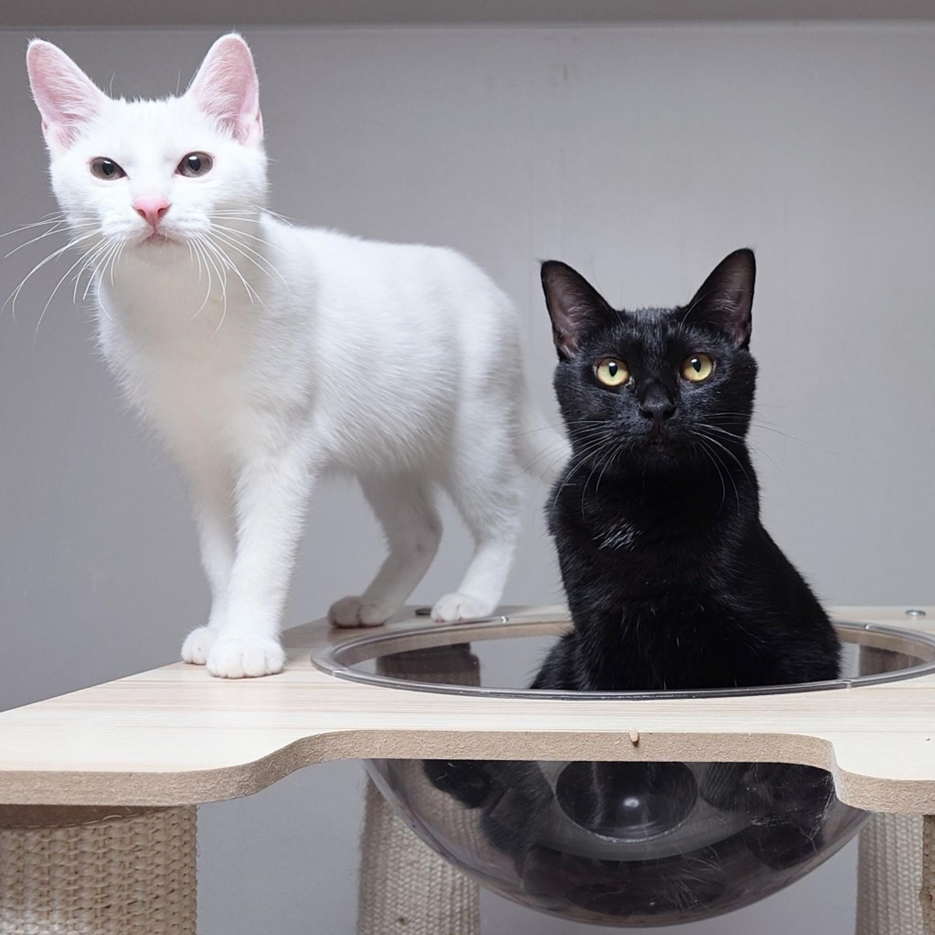 pet-image-8