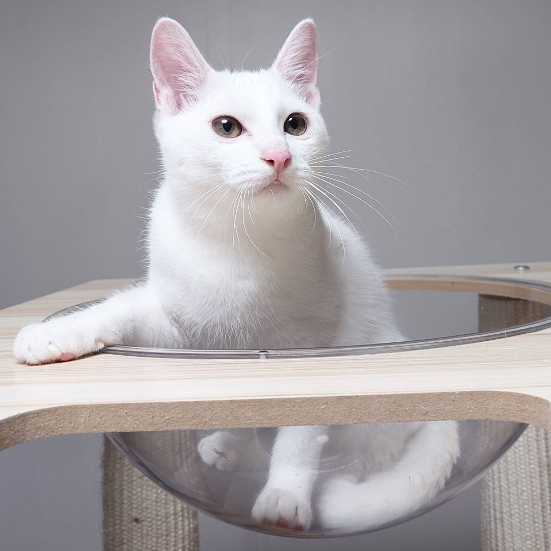 雑種（ミックス猫）・オスの里親募集の写真