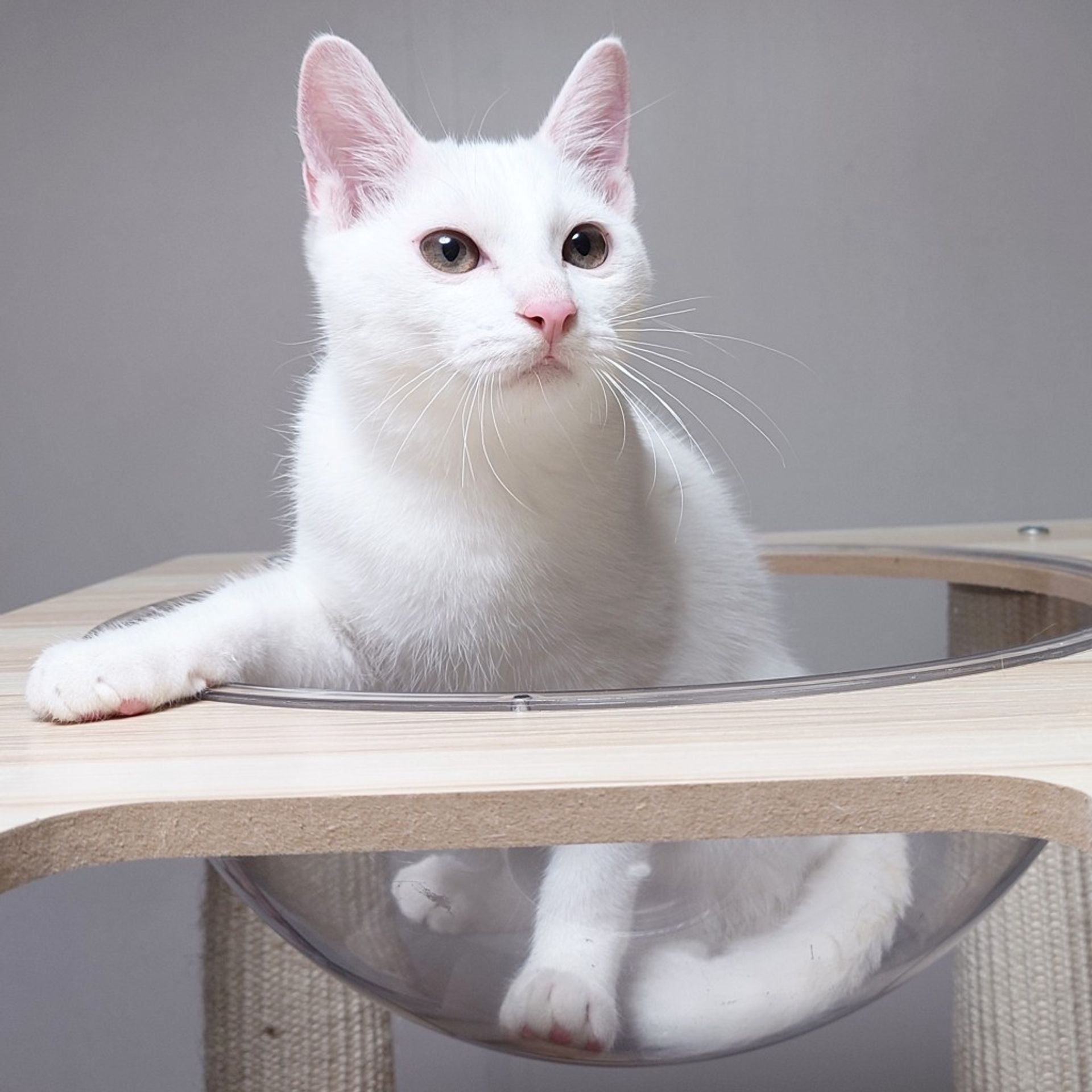 雑種（ミックス猫）・オスの里親募集の写真
