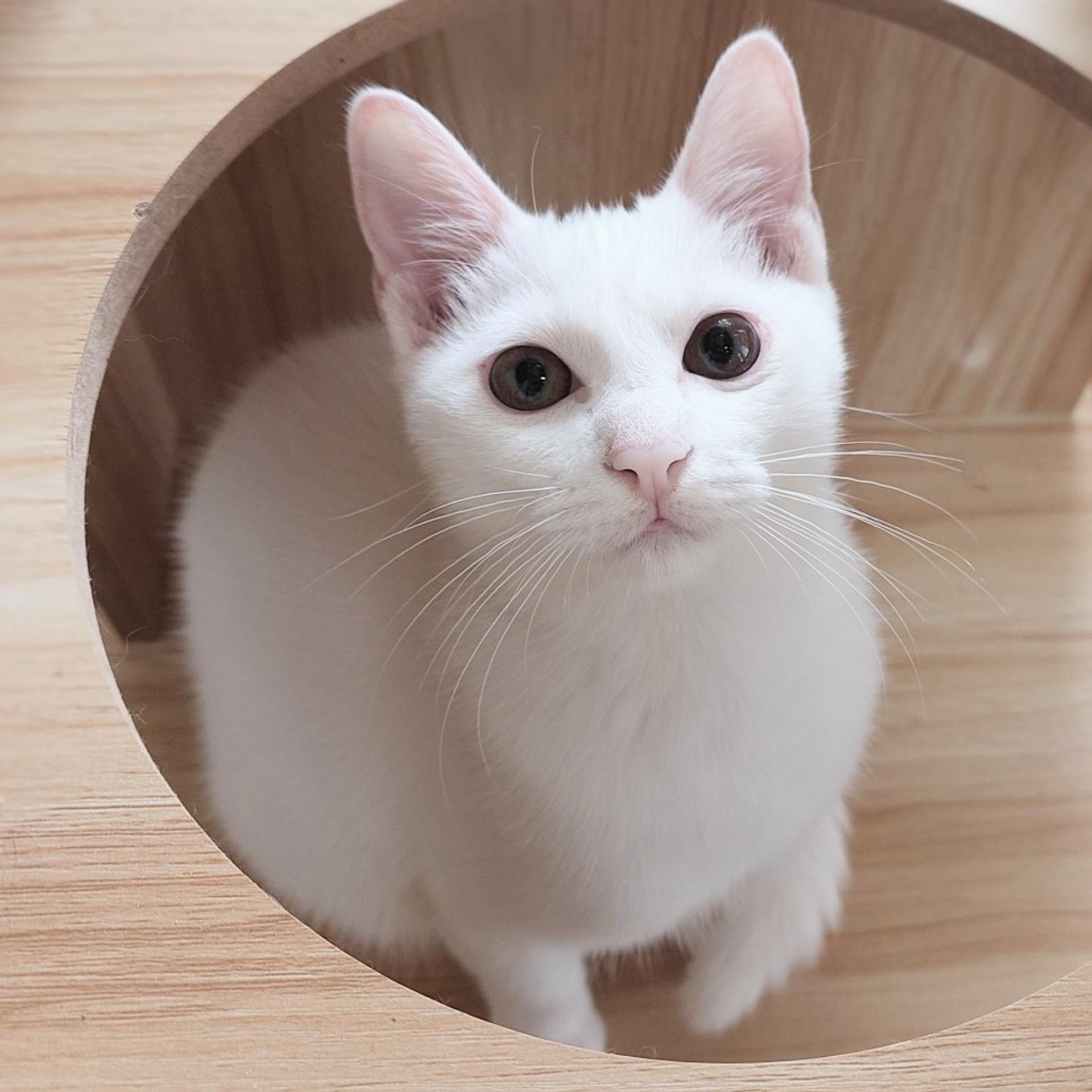 pet-image-2