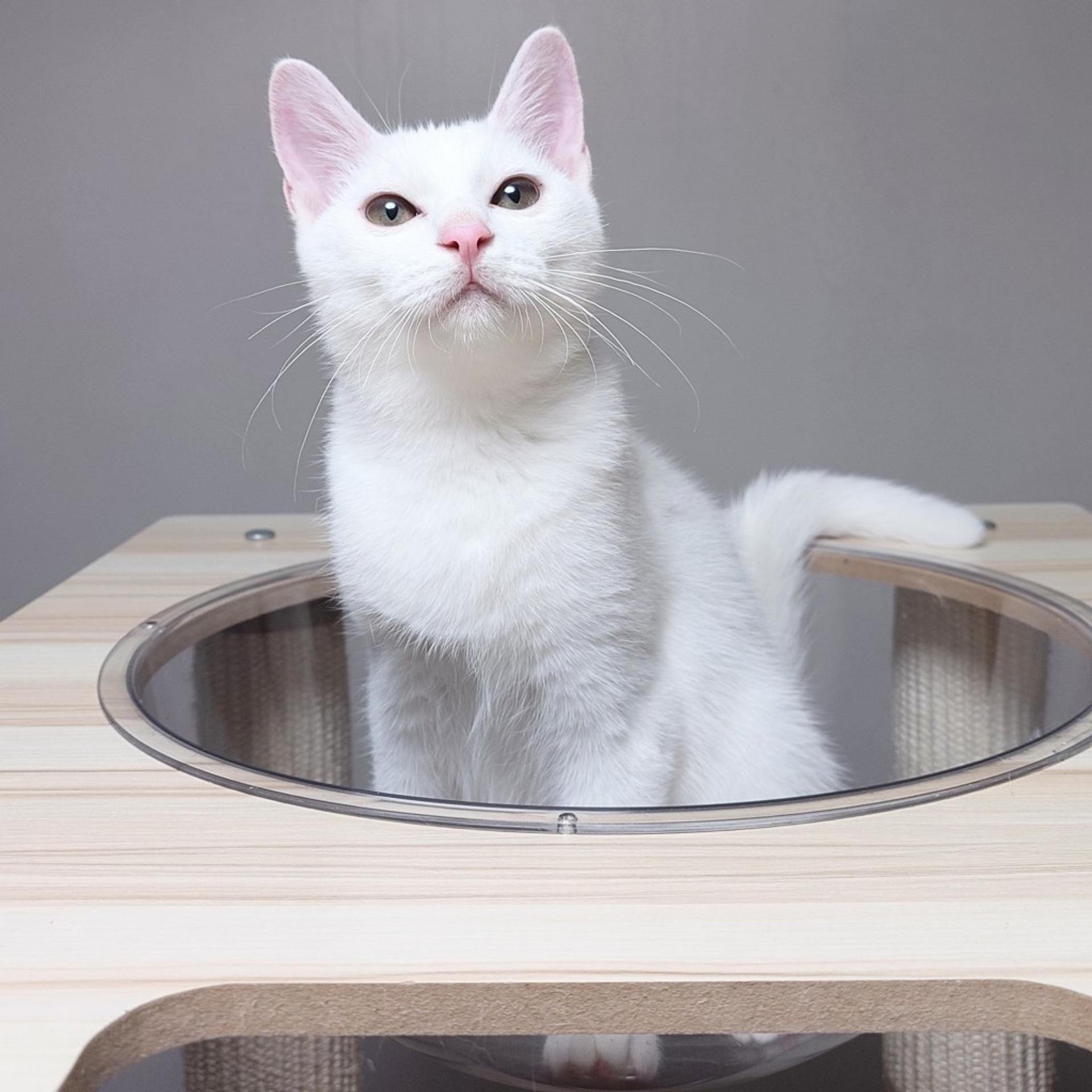 pet-image-4