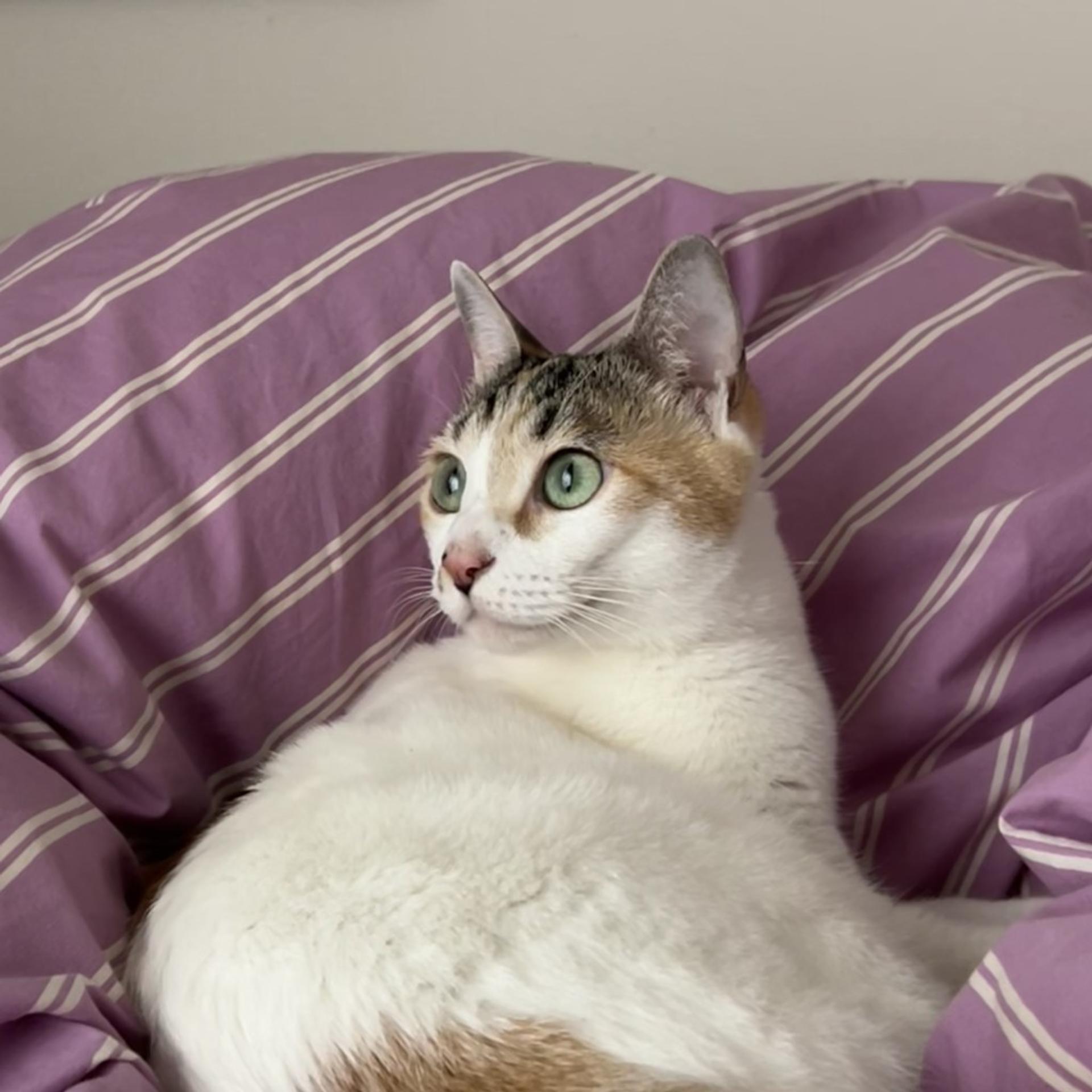 pet-image-7